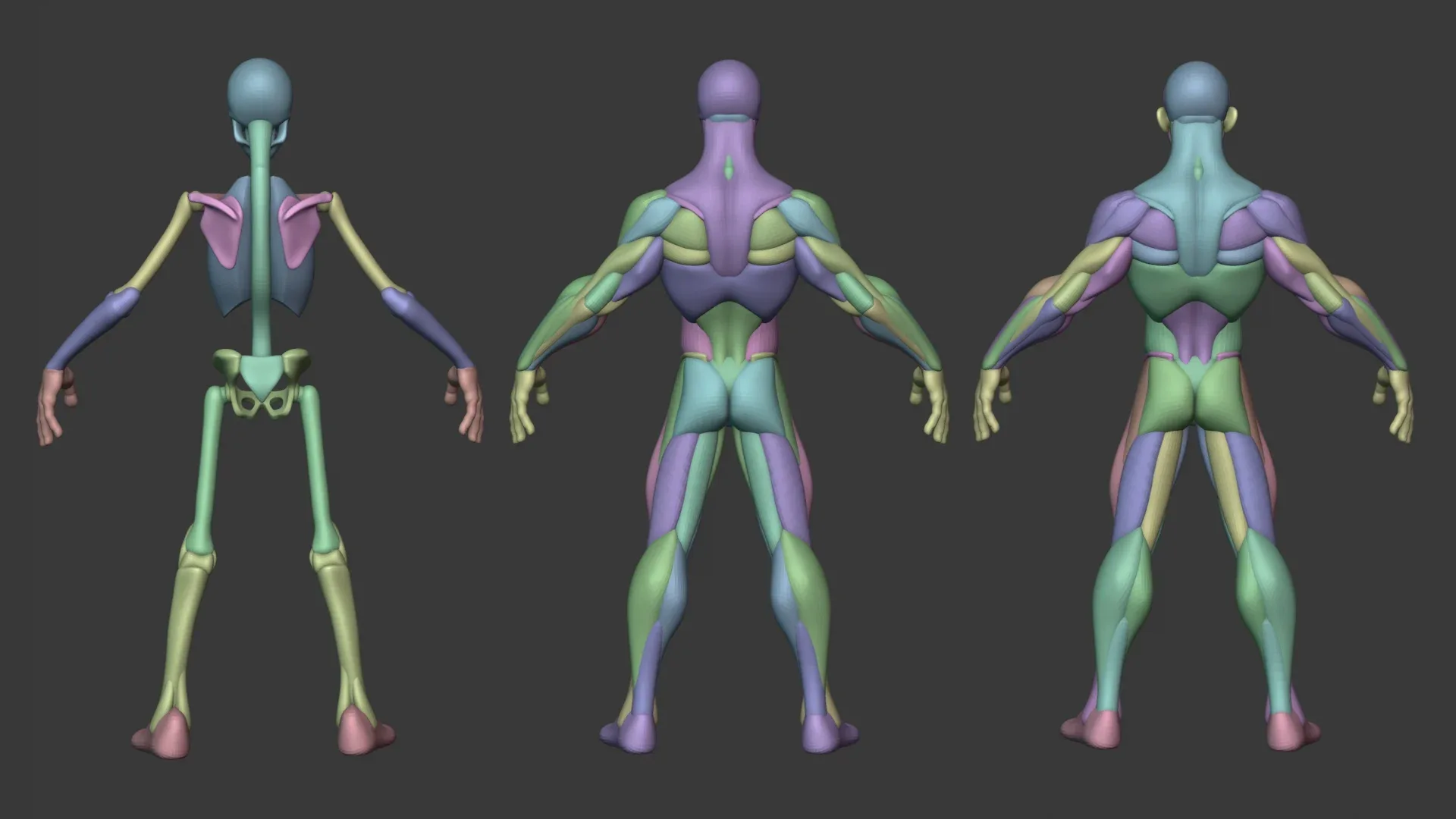 Stylized Male Anatomy Ecorche