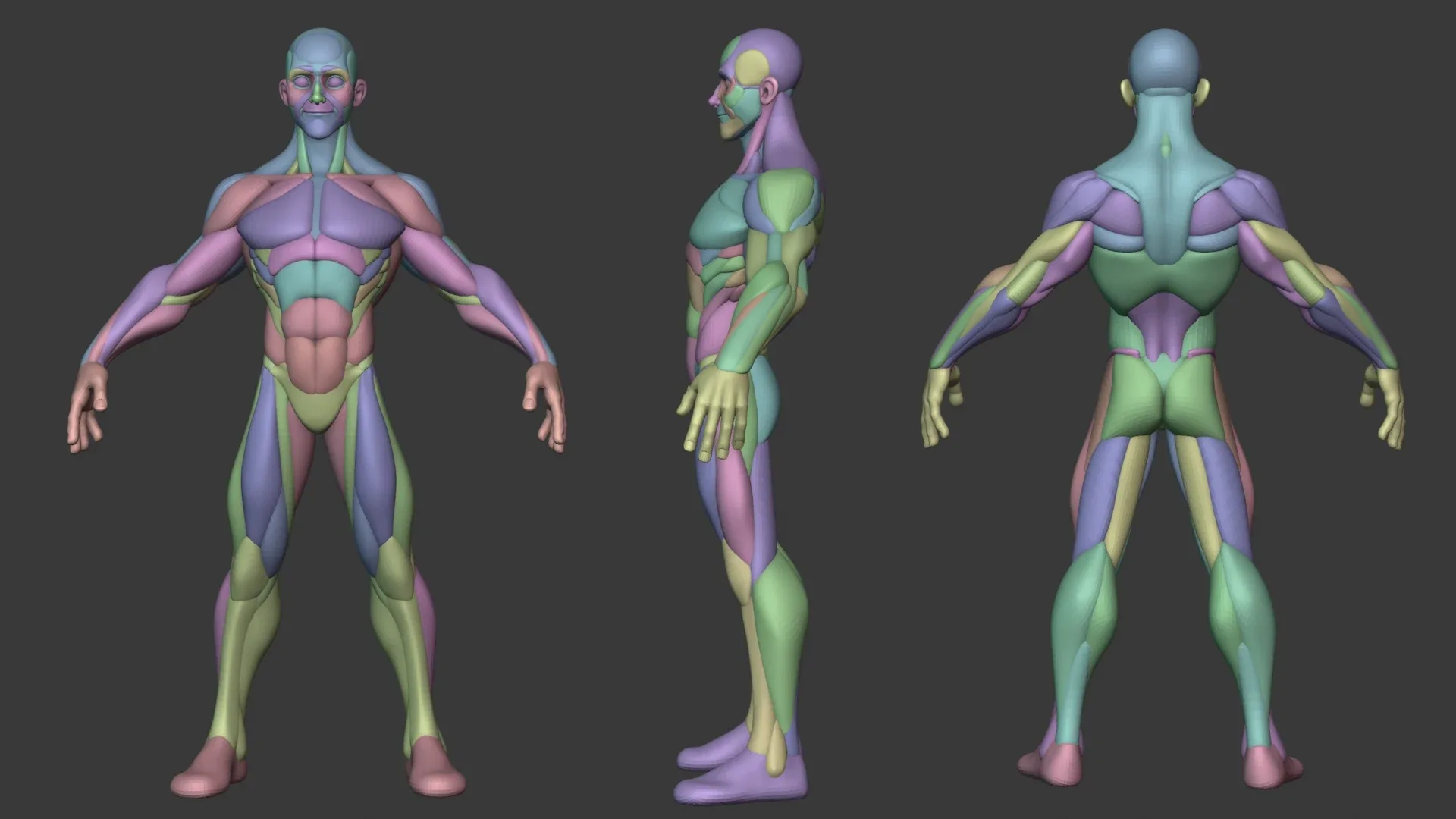 Stylized Male Anatomy Ecorche