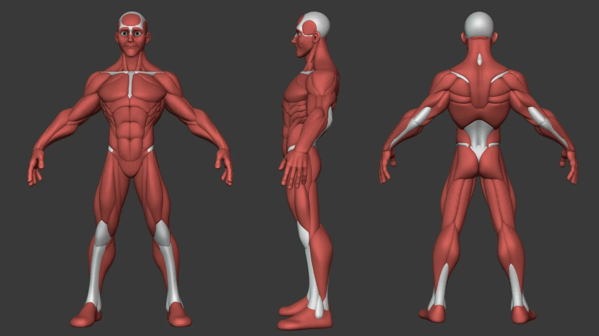 Stylized Male Anatomy Ecorche