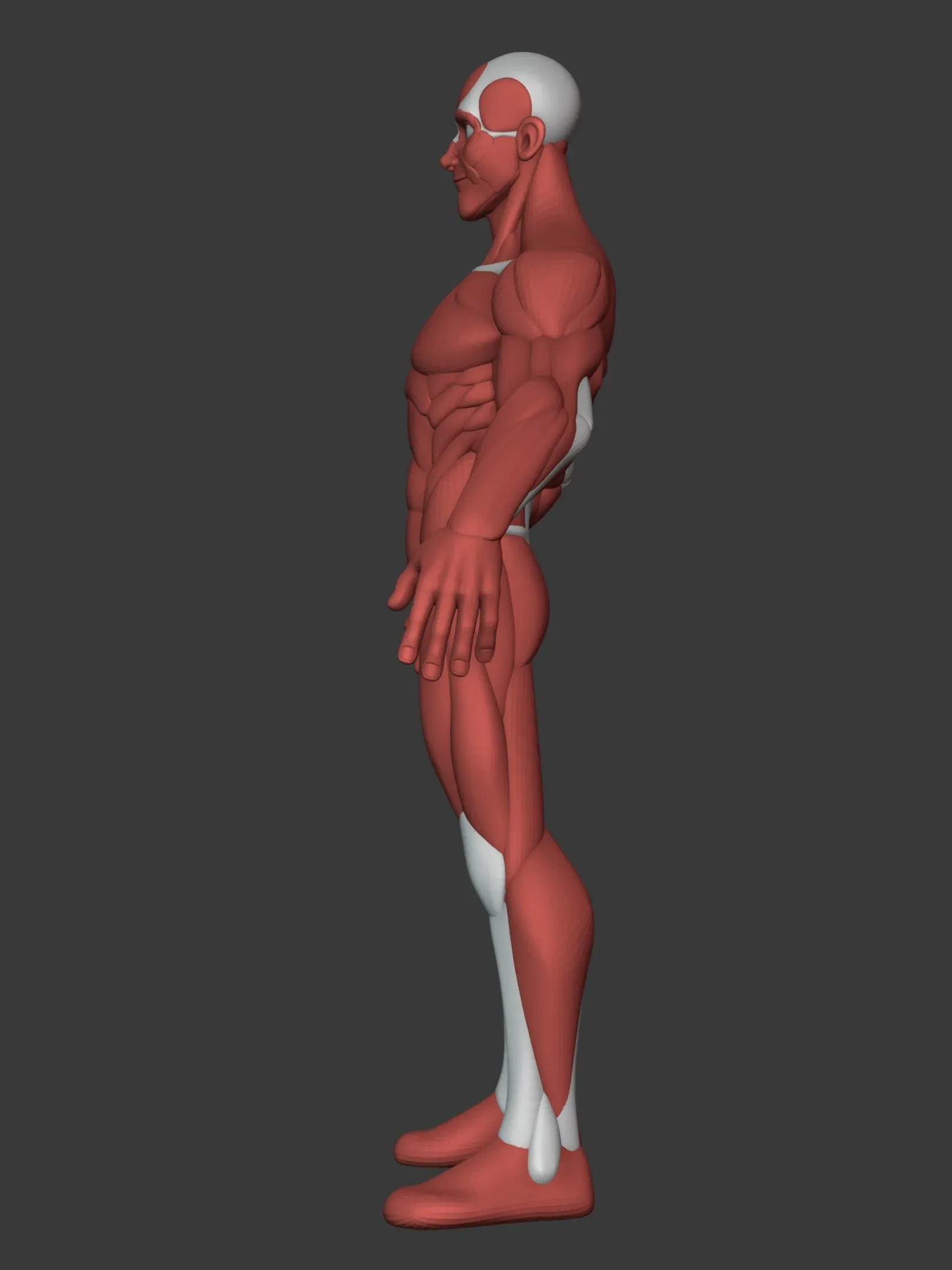 Stylized Male Anatomy Ecorche