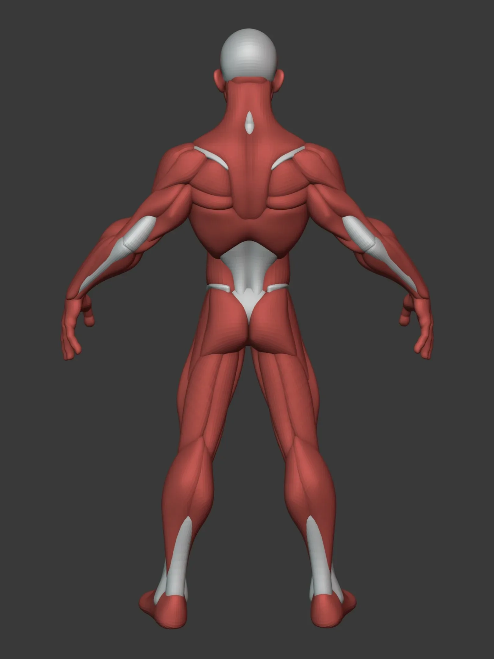 Stylized Male Anatomy Ecorche