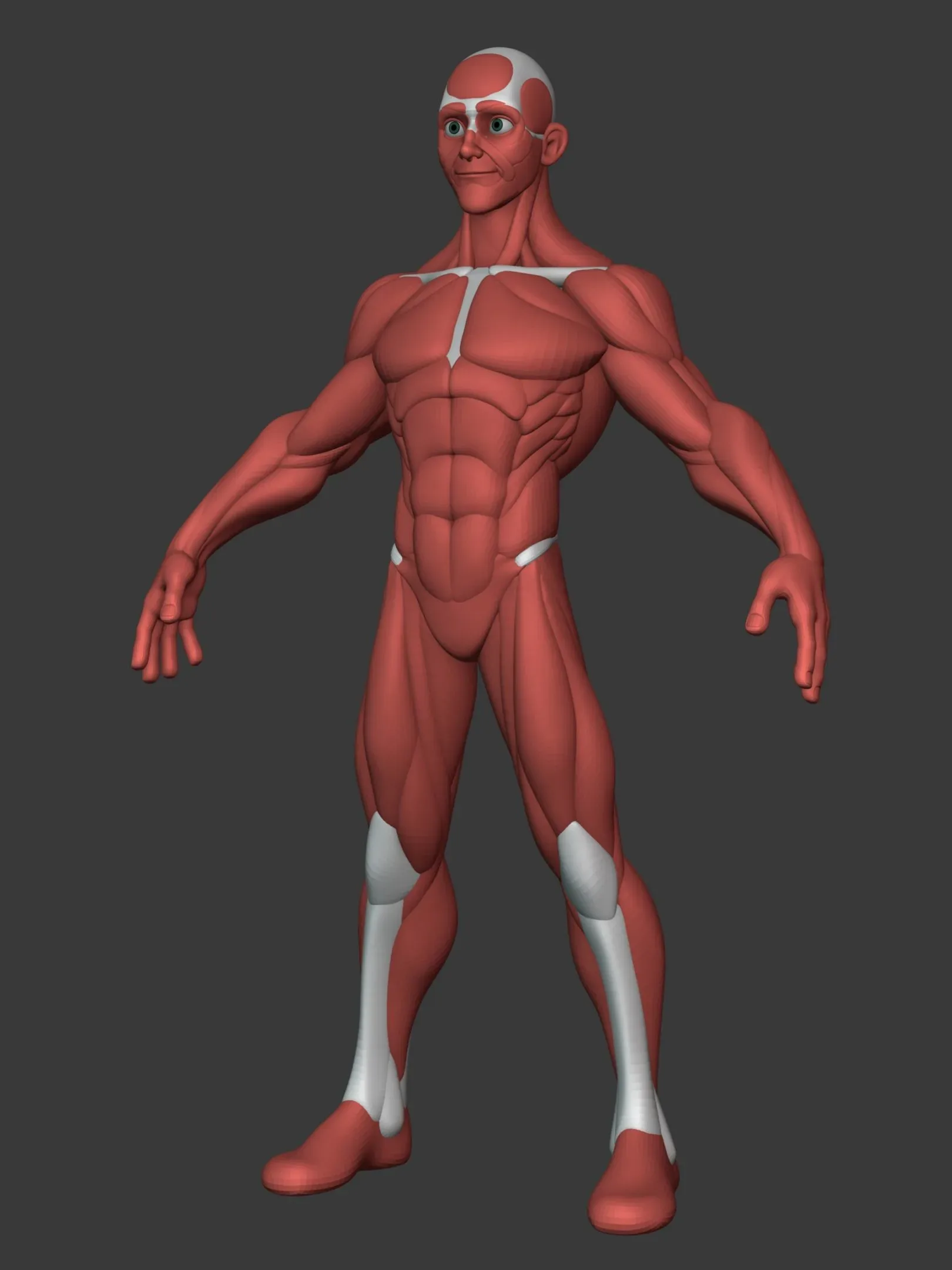 Stylized Male Anatomy Ecorche