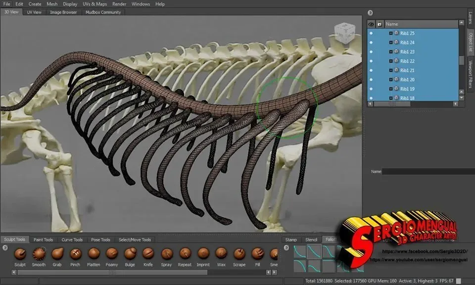 Komodo Dragon Skeleton 3D print model