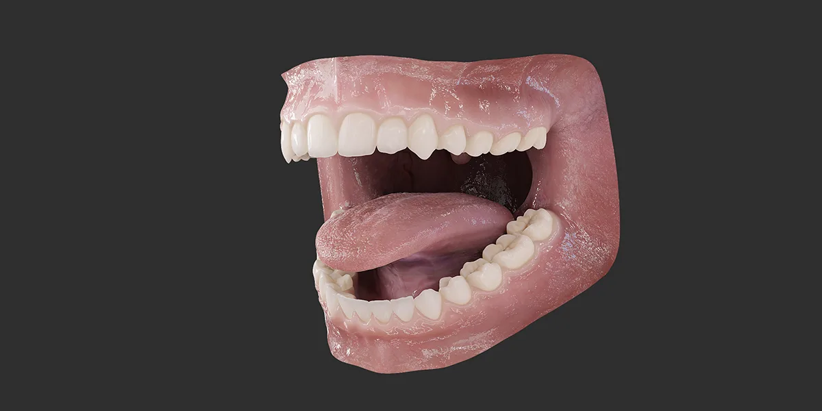 Photorealistic Human Mouth