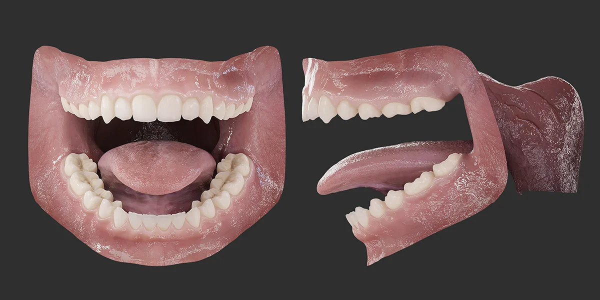 Photorealistic Human Mouth