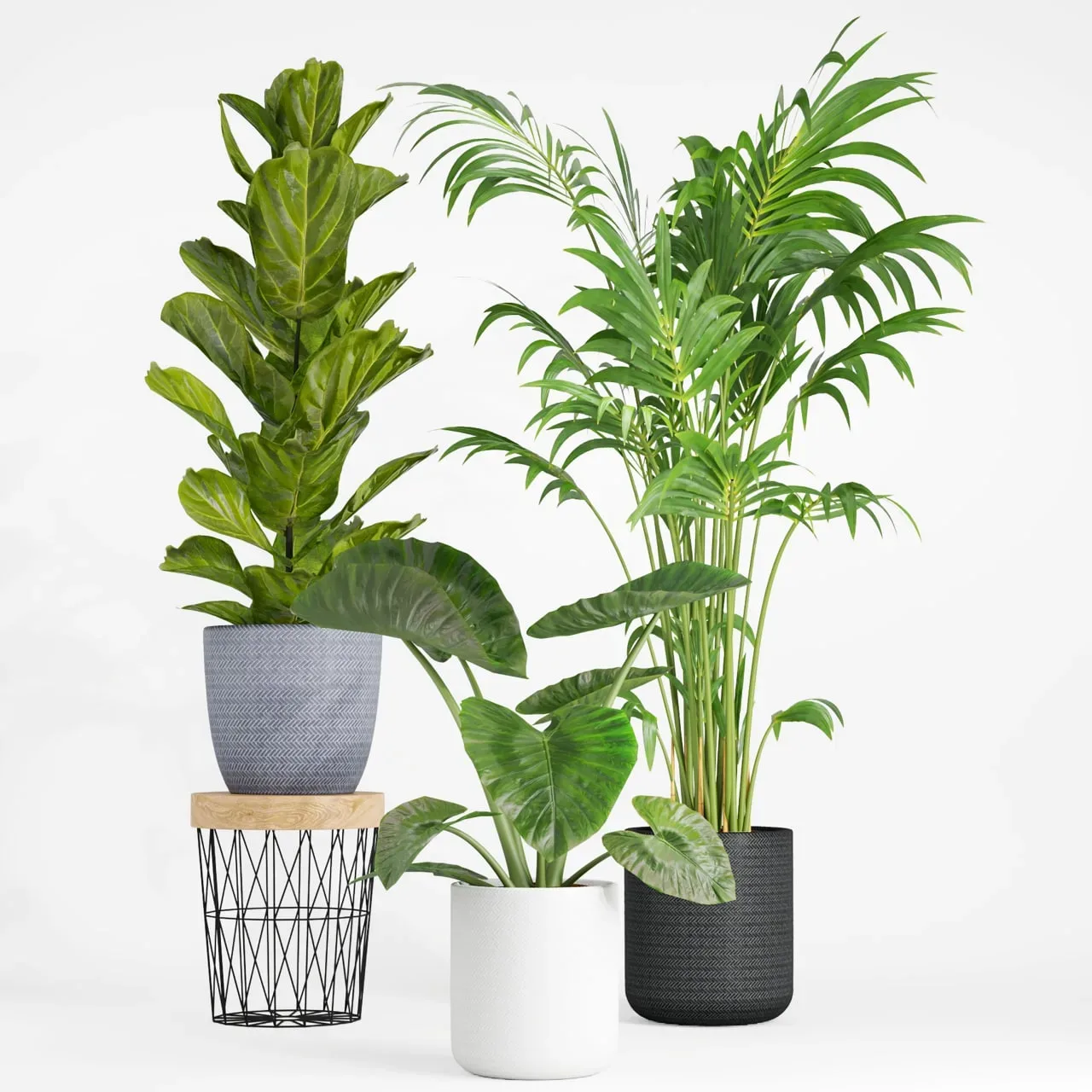 indoor plant set001