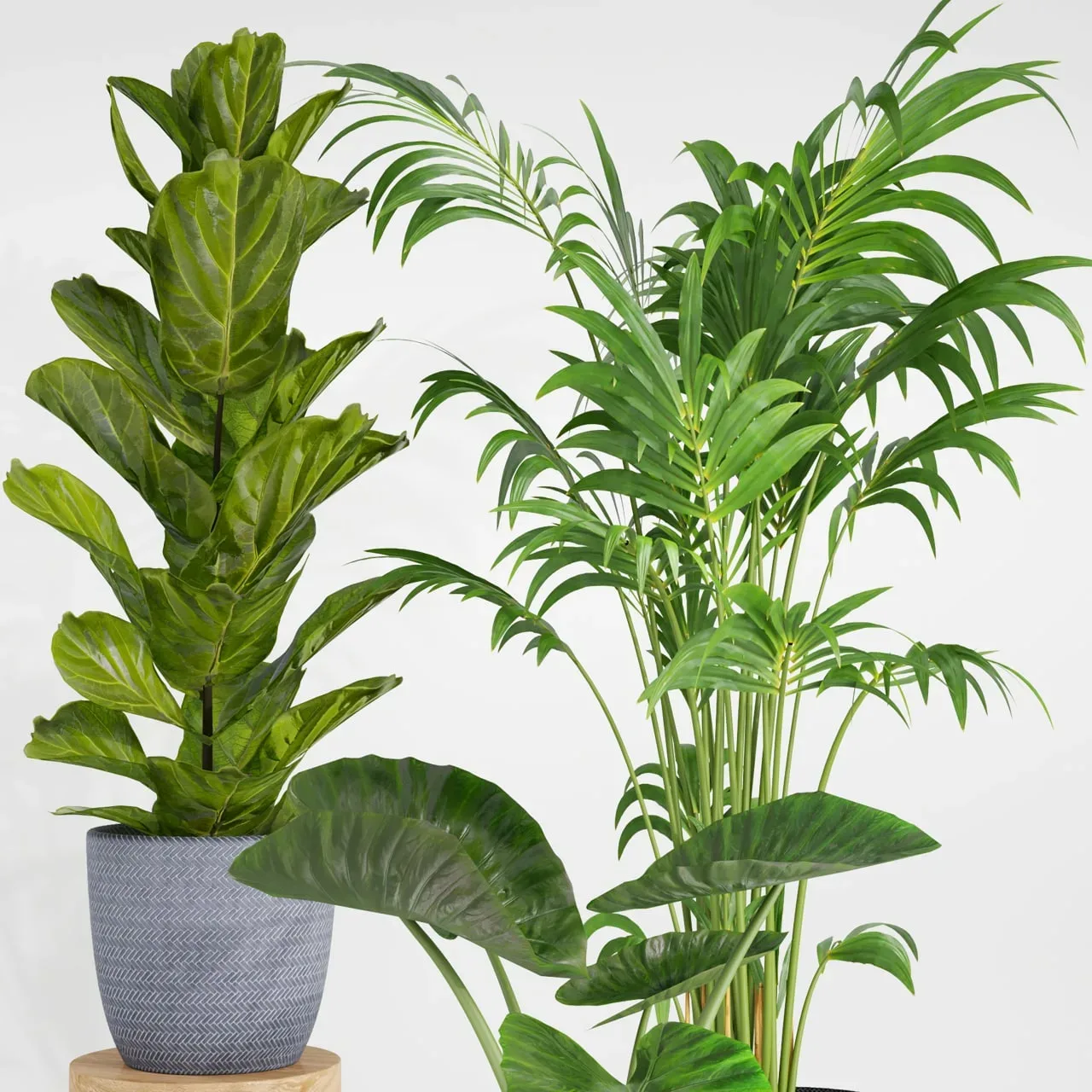 indoor plant set001