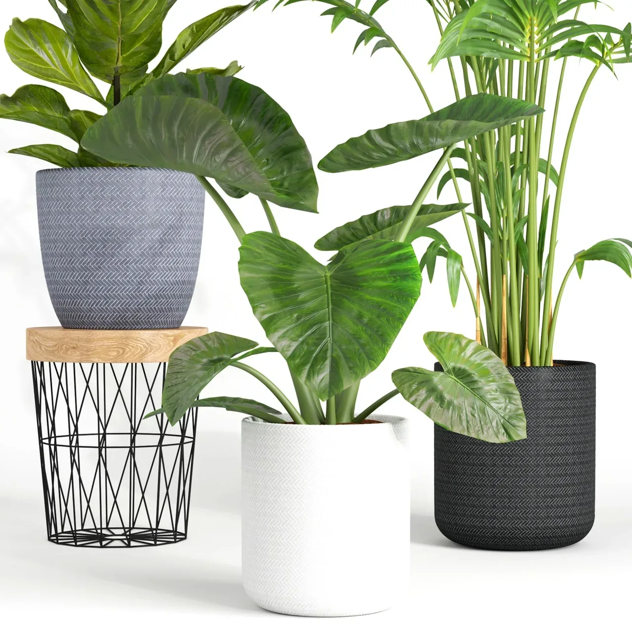 indoor plant set001