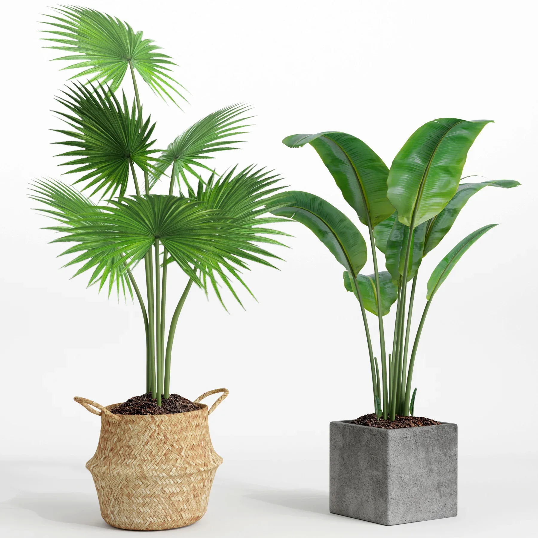 indoor plant set002