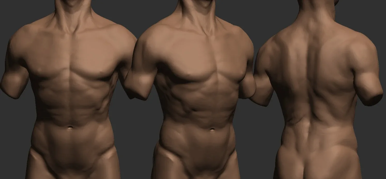 Realistic torso reference- includes stl file ready to print
