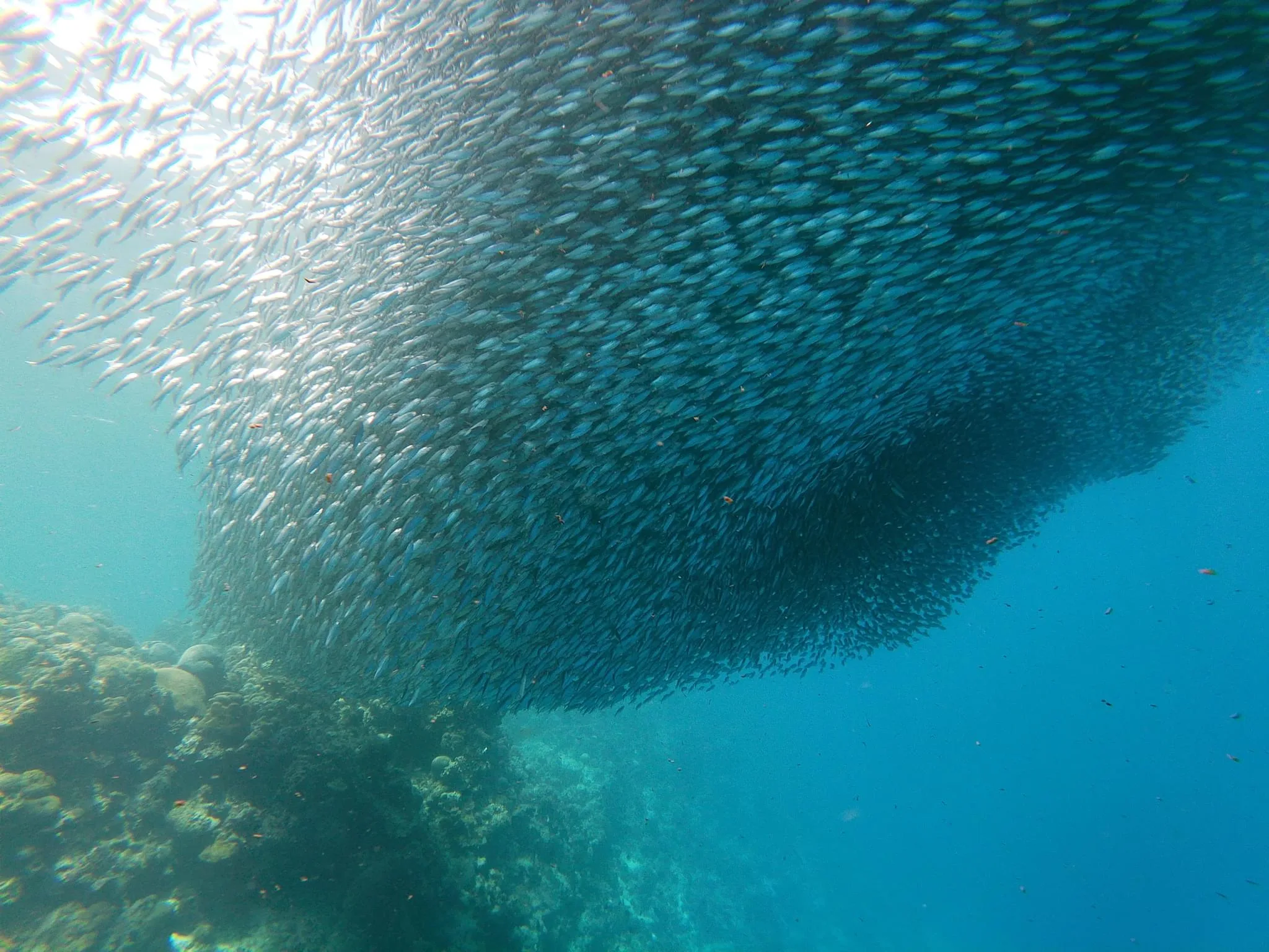 220 photos of Sardines Fish Clouds