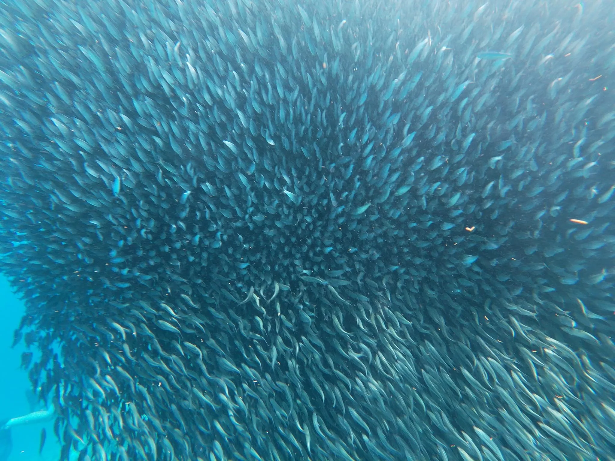 220 photos of Sardines Fish Clouds