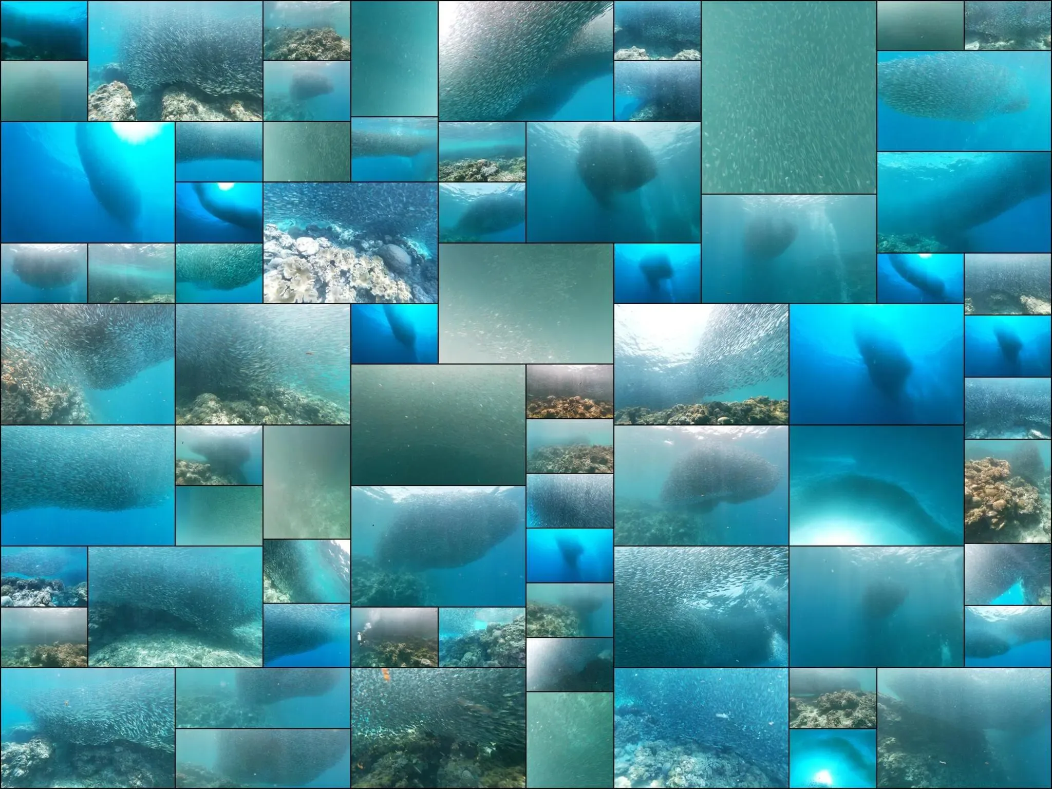 220 photos of Sardines Fish Clouds