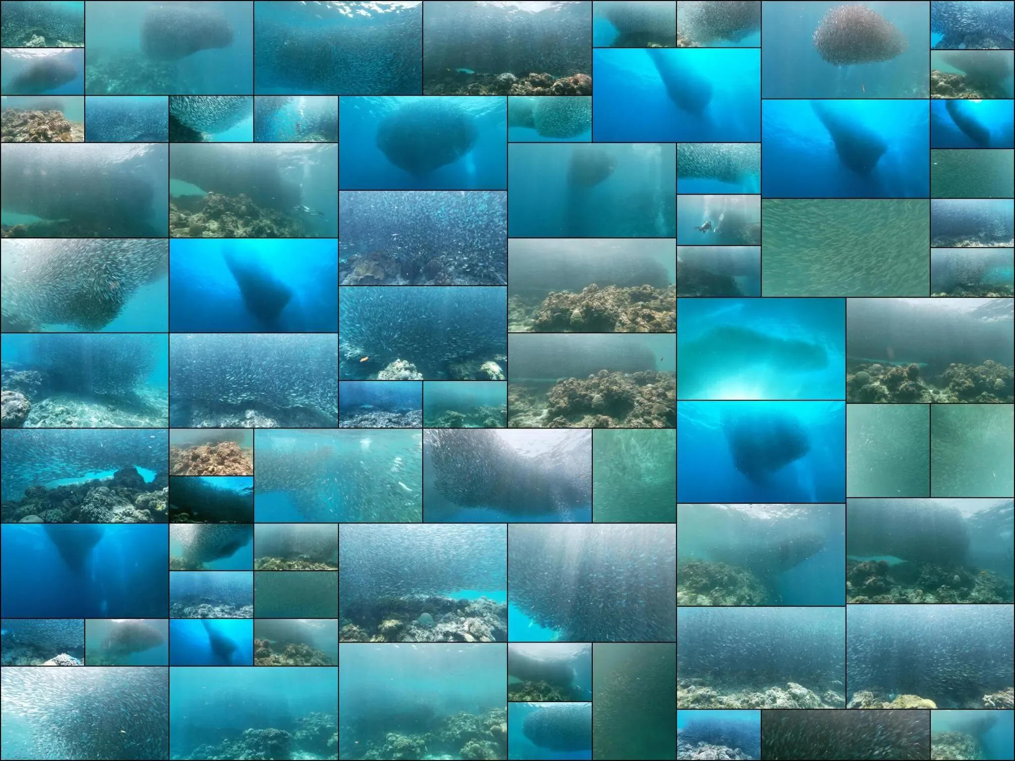 220 photos of Sardines Fish Clouds