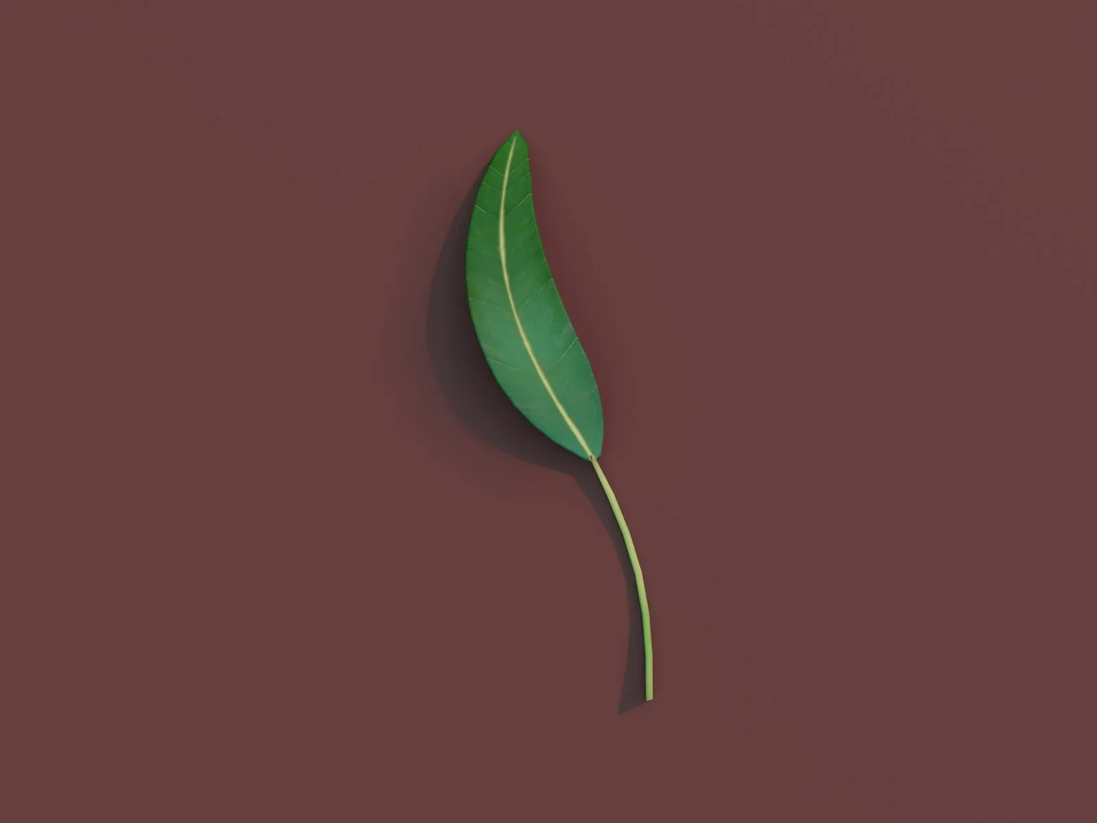 Cartoon Cartoon Eucalyptus Leaf 3D Model