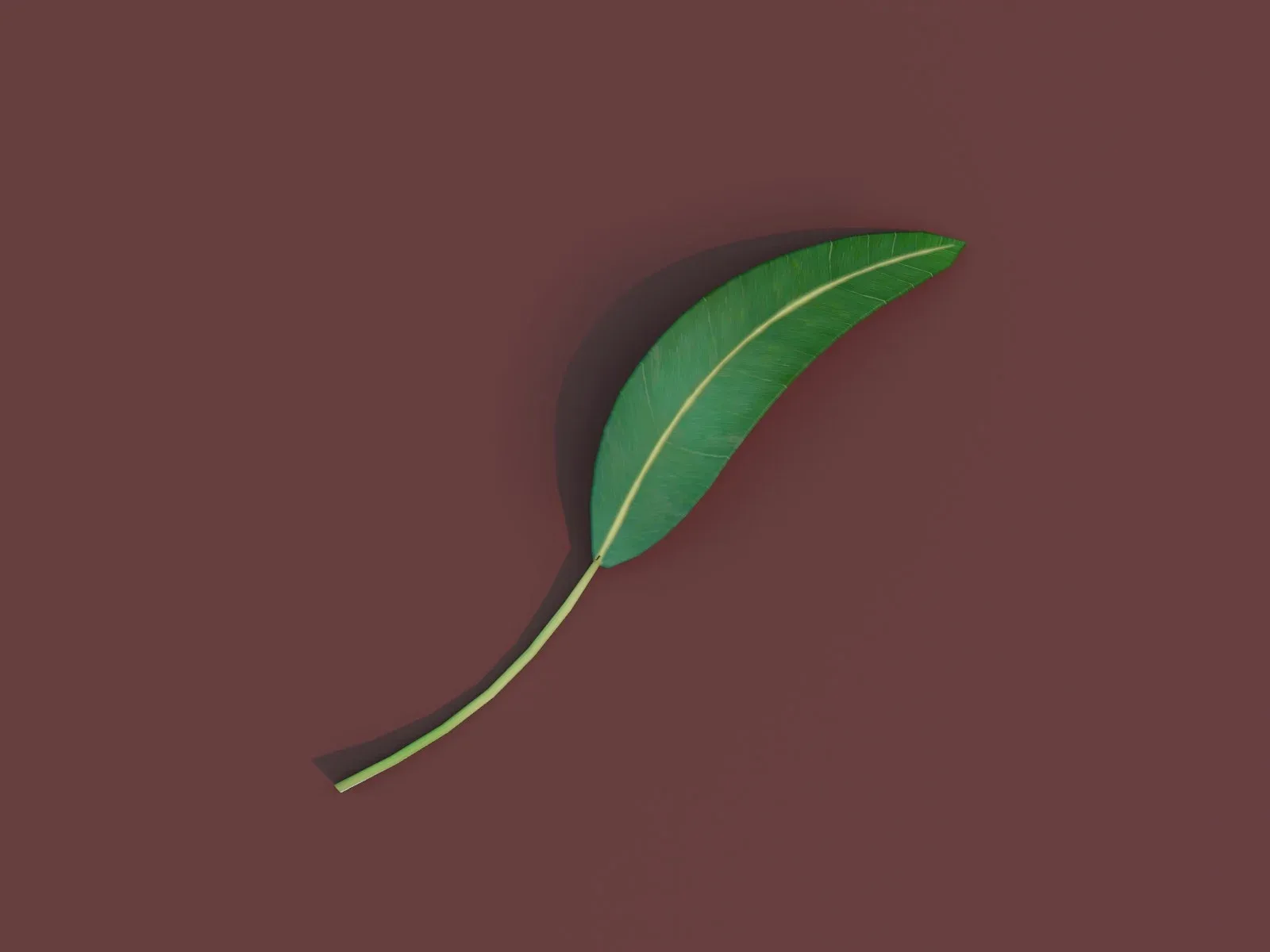 Cartoon Cartoon Eucalyptus Leaf 3D Model