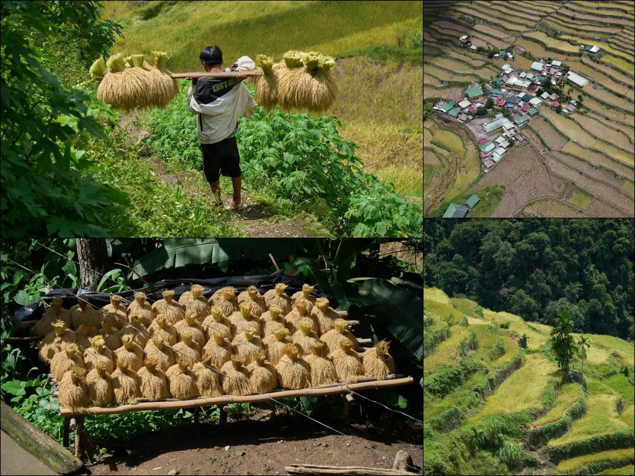 503 photos of Rice Terraces Asian Village