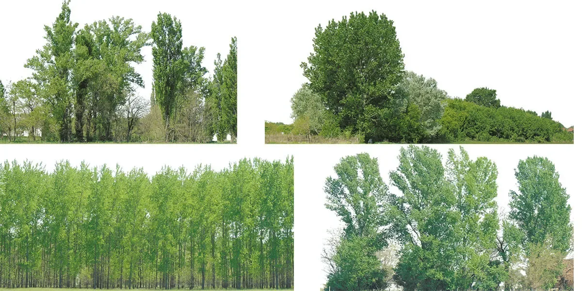 Green Trees (image backdrops)