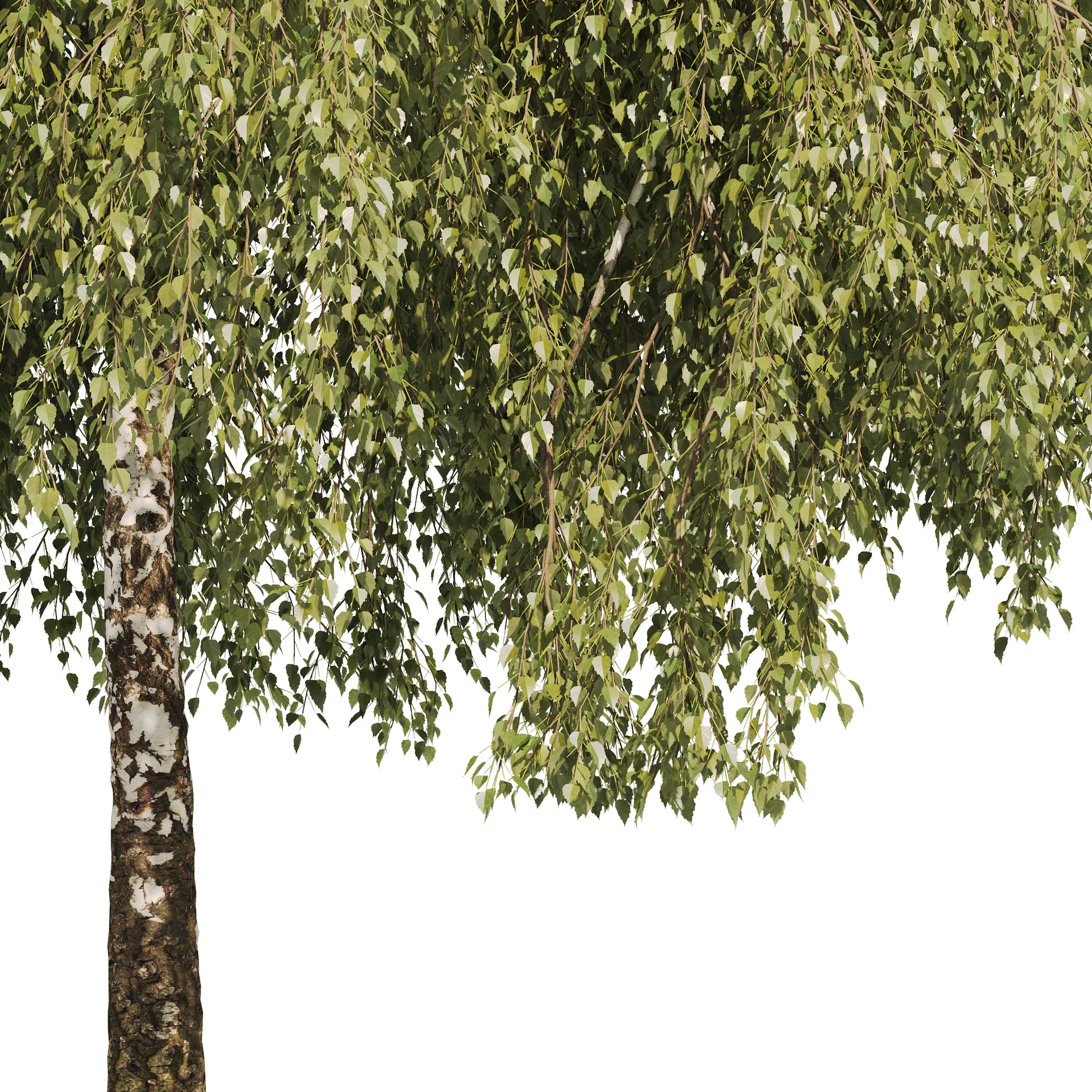 Green Weeping Willow Tree