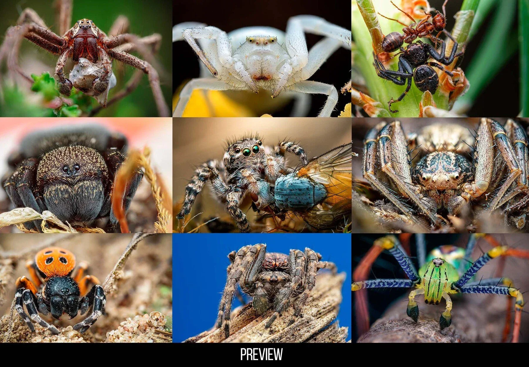 400+ Insects and Spiders Reference Pictures