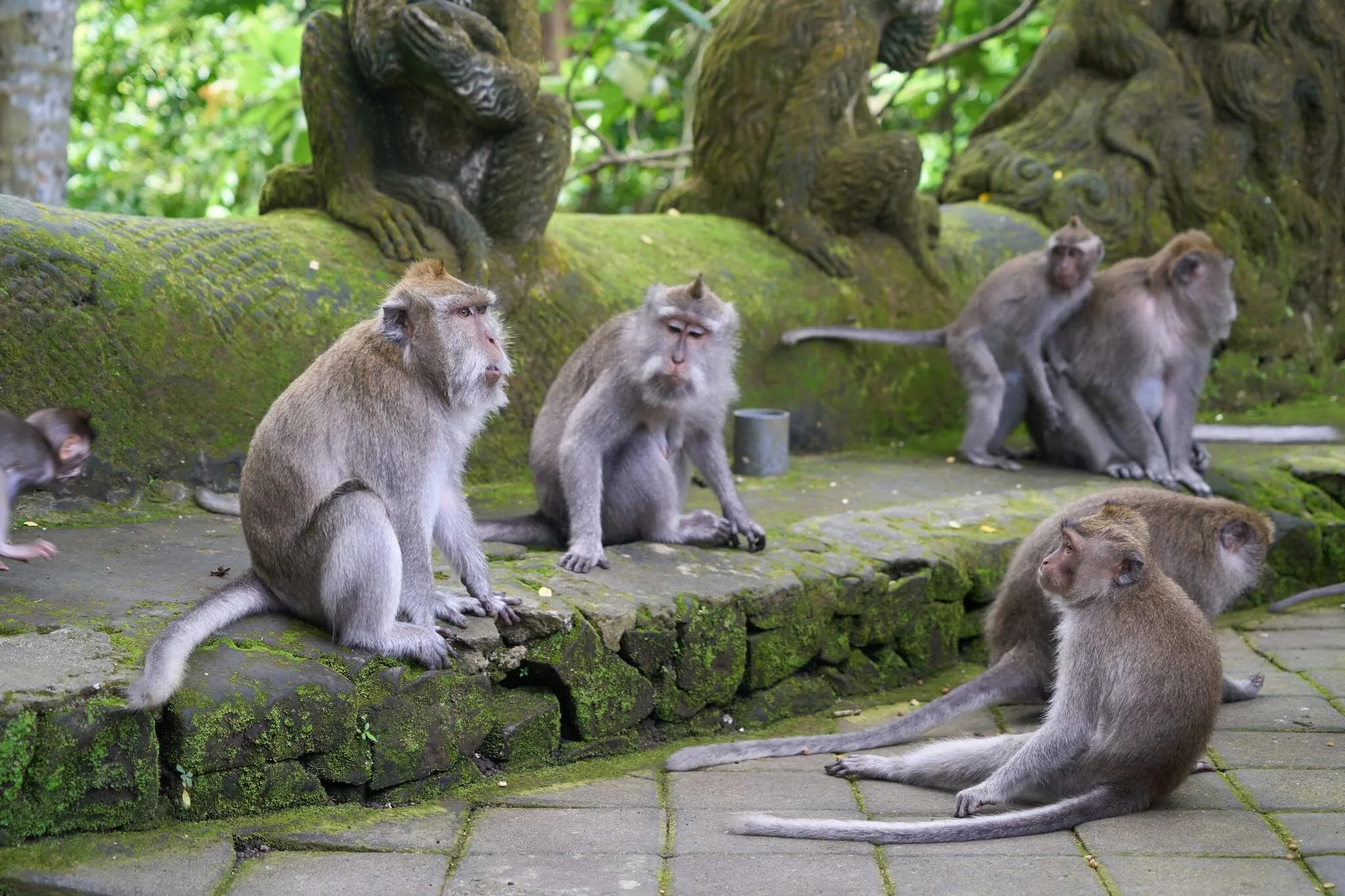 158 photos of Long-Tailed Monkeys