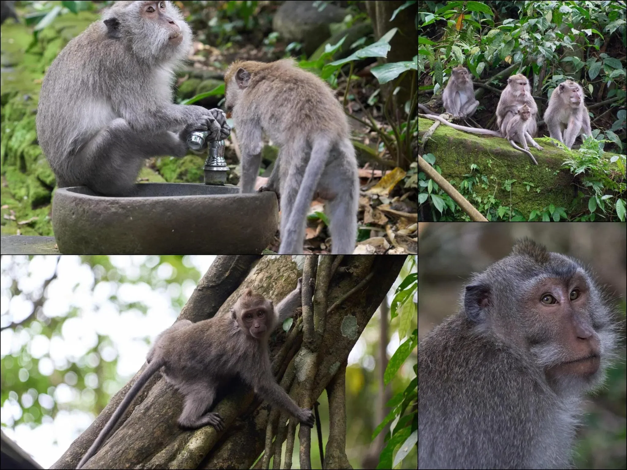 158 photos of Long-Tailed Monkeys