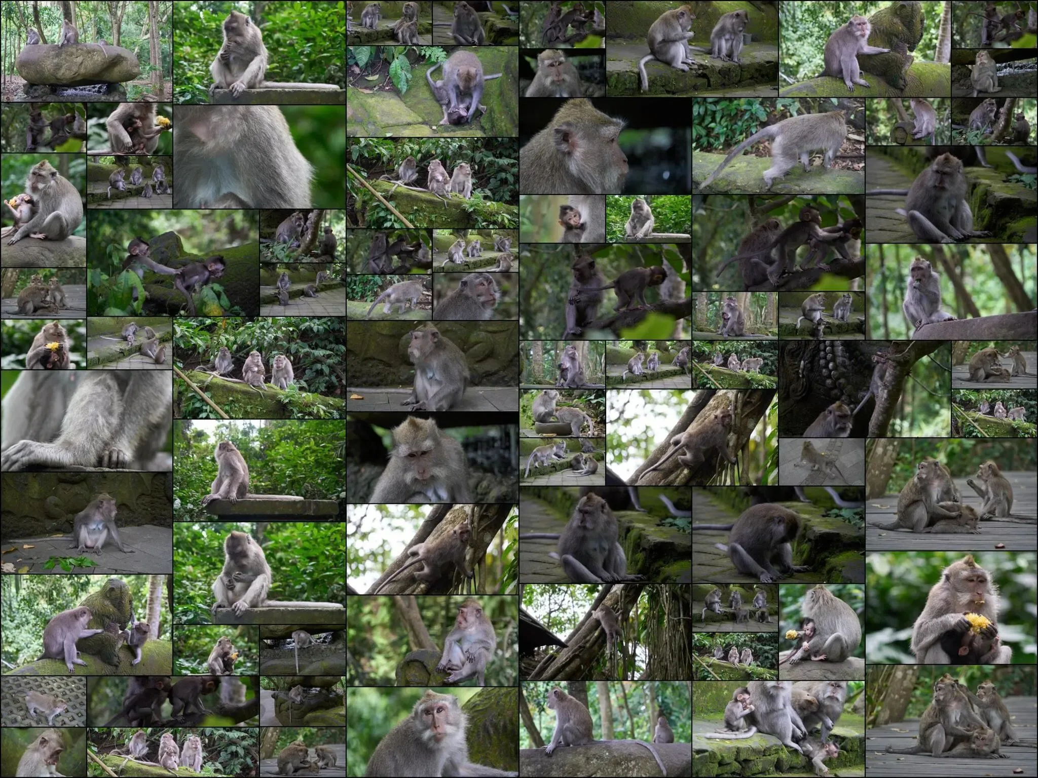 158 photos of Long-Tailed Monkeys