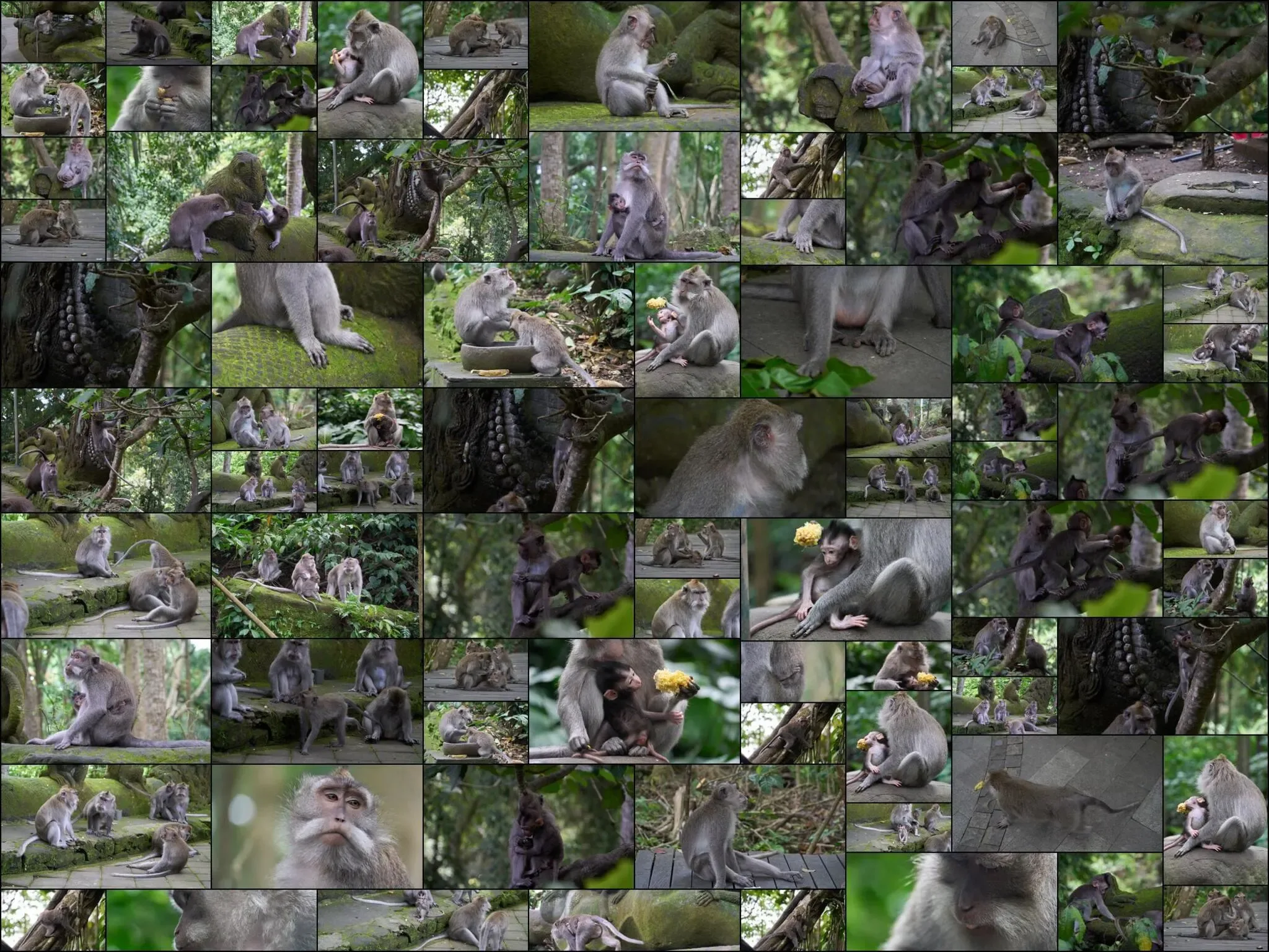 158 photos of Long-Tailed Monkeys