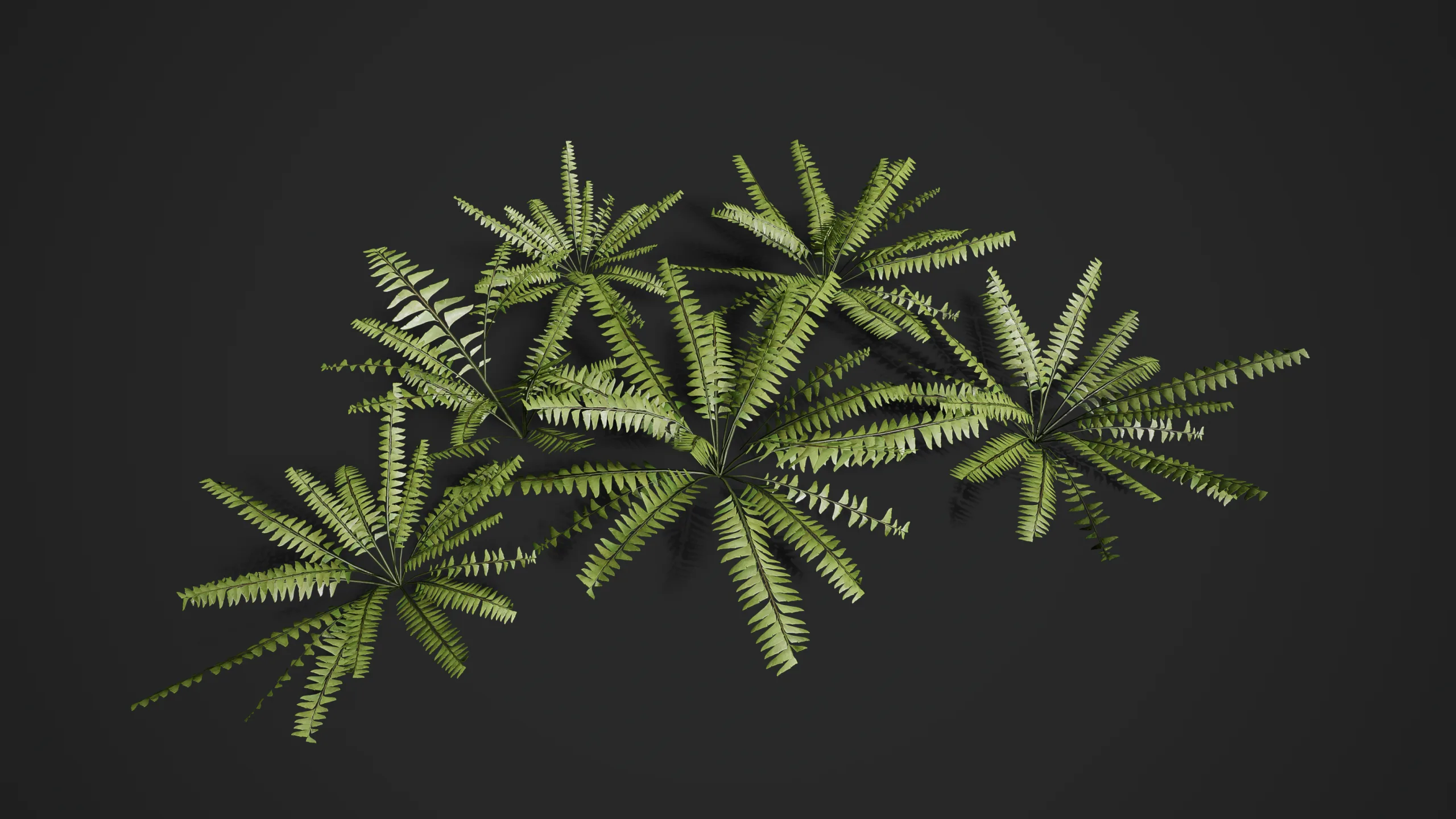 Rainforest Ferns