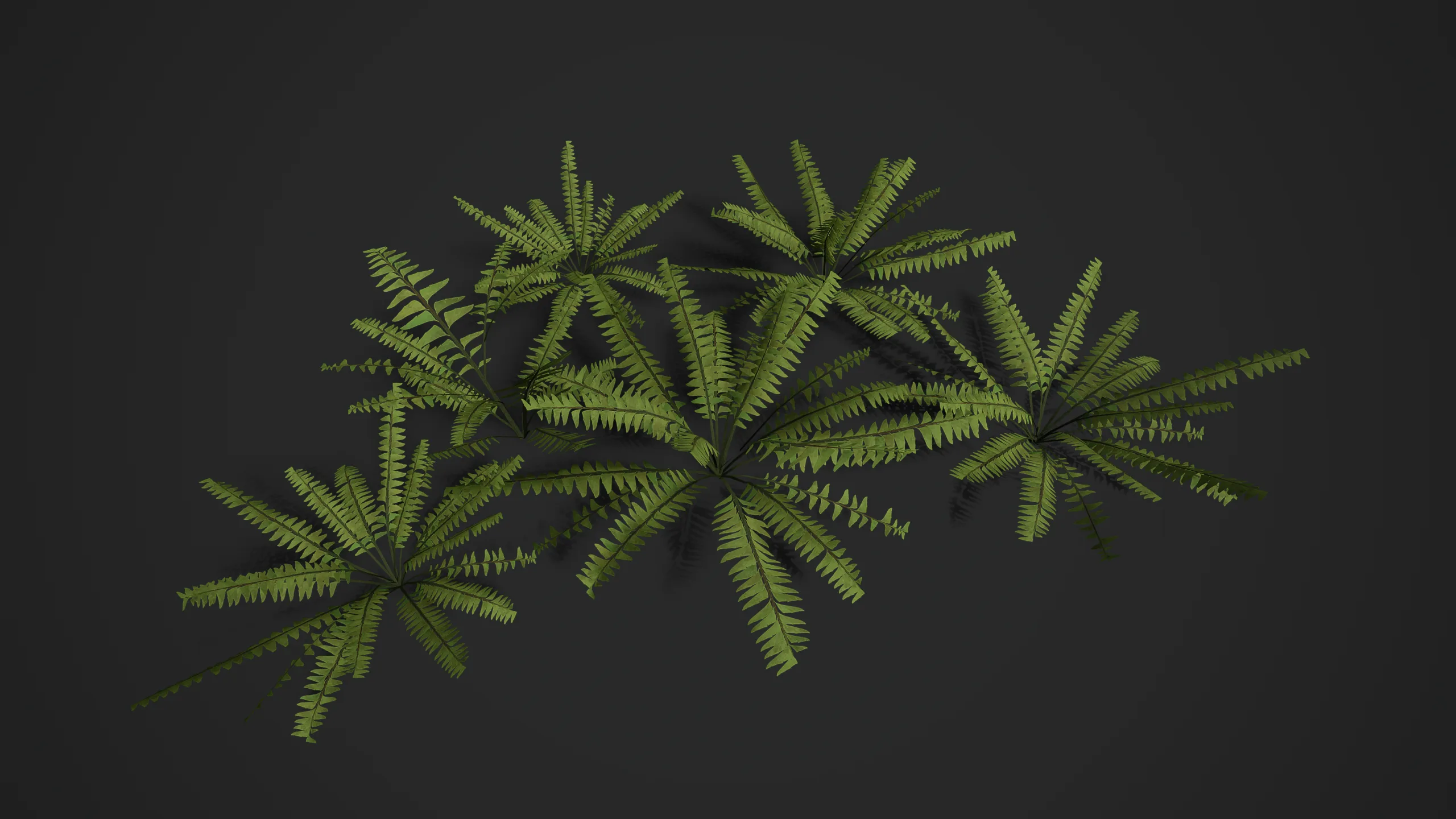 Rainforest Ferns