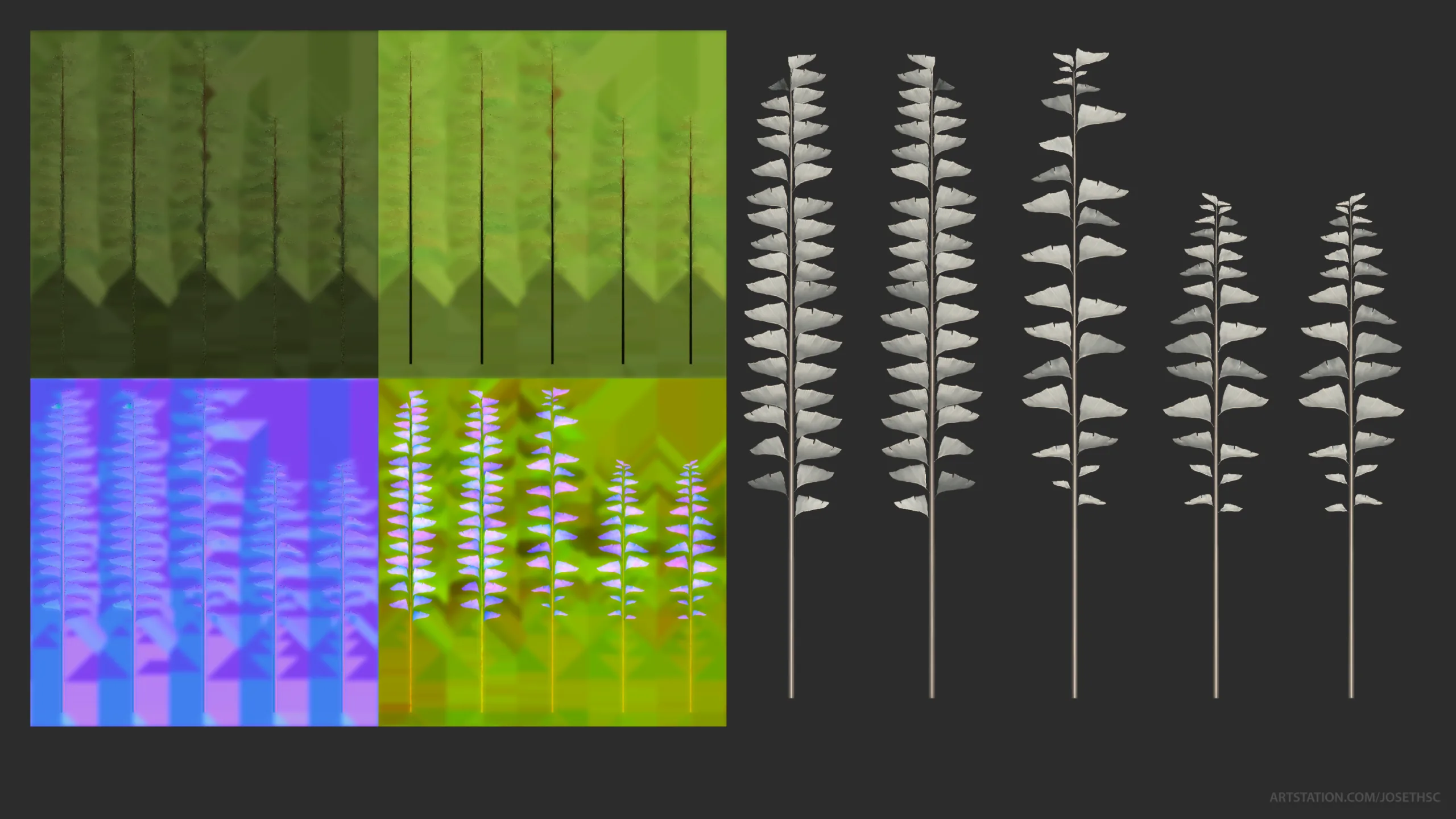 Rainforest Ferns