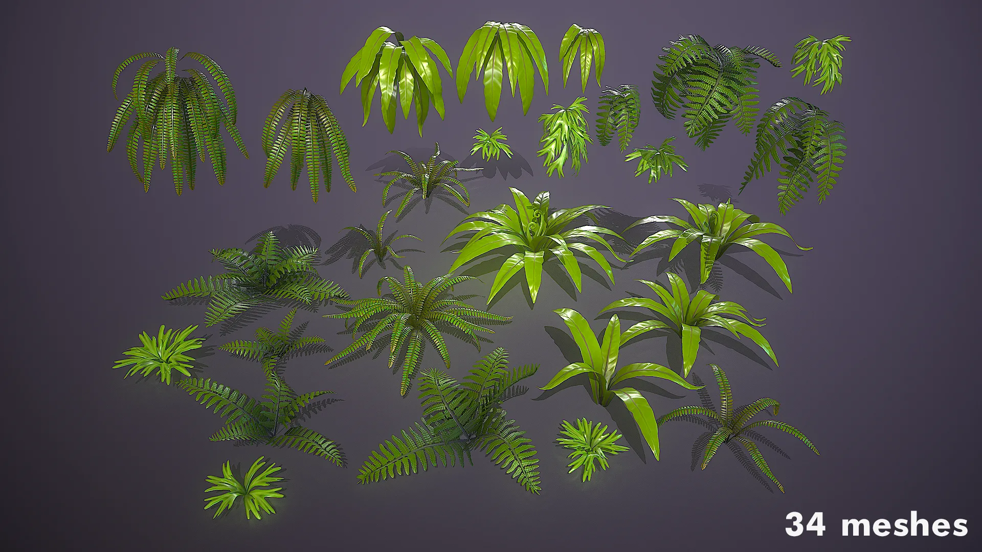 Ferns Pack