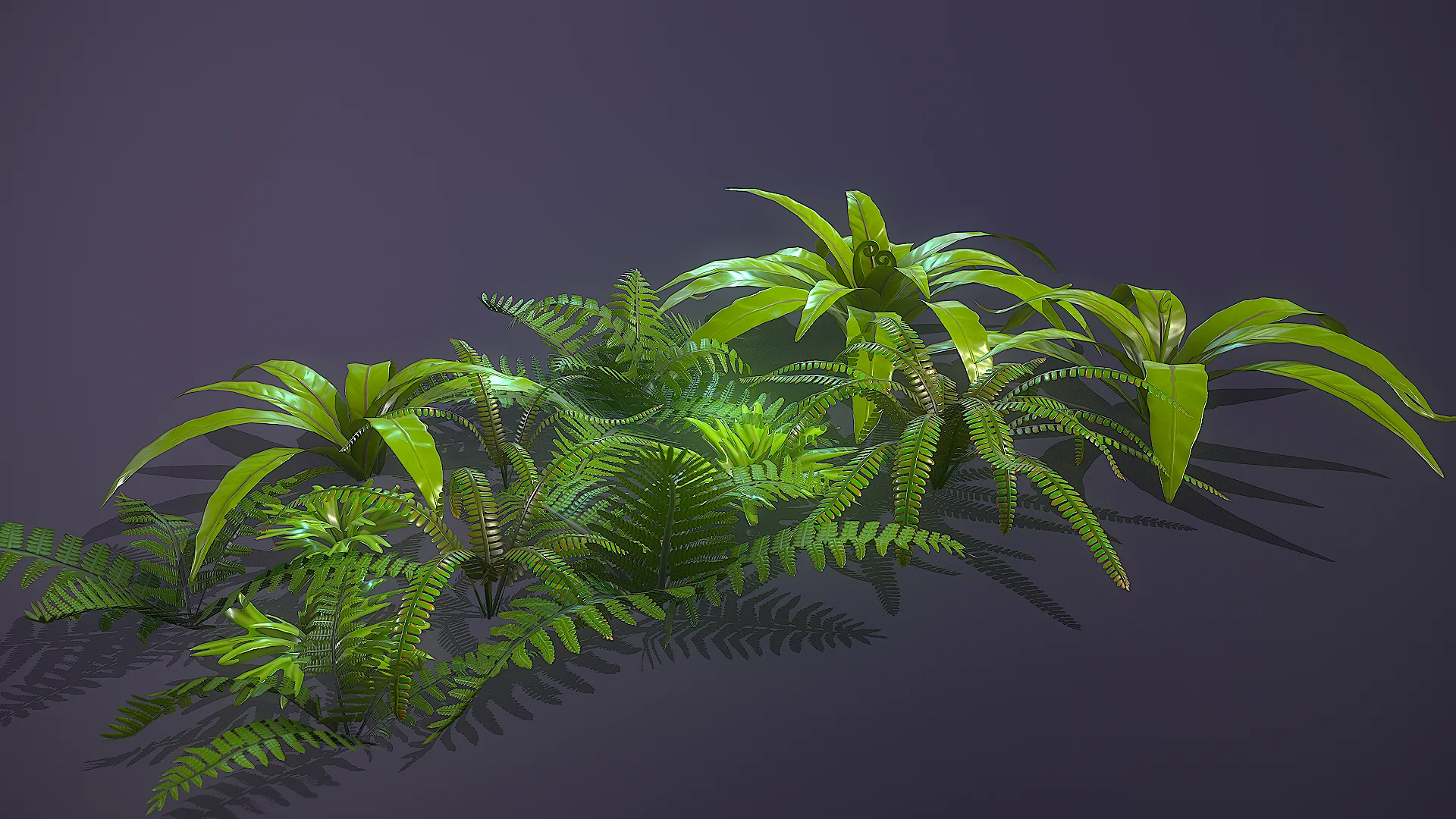 Ferns Pack