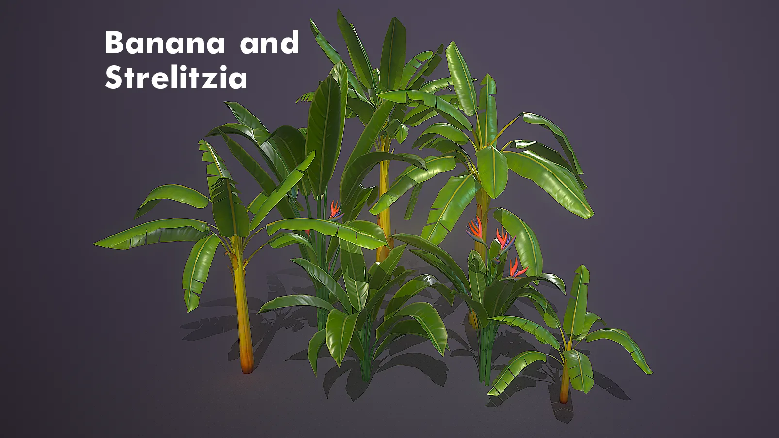 Banana and Strelitzia