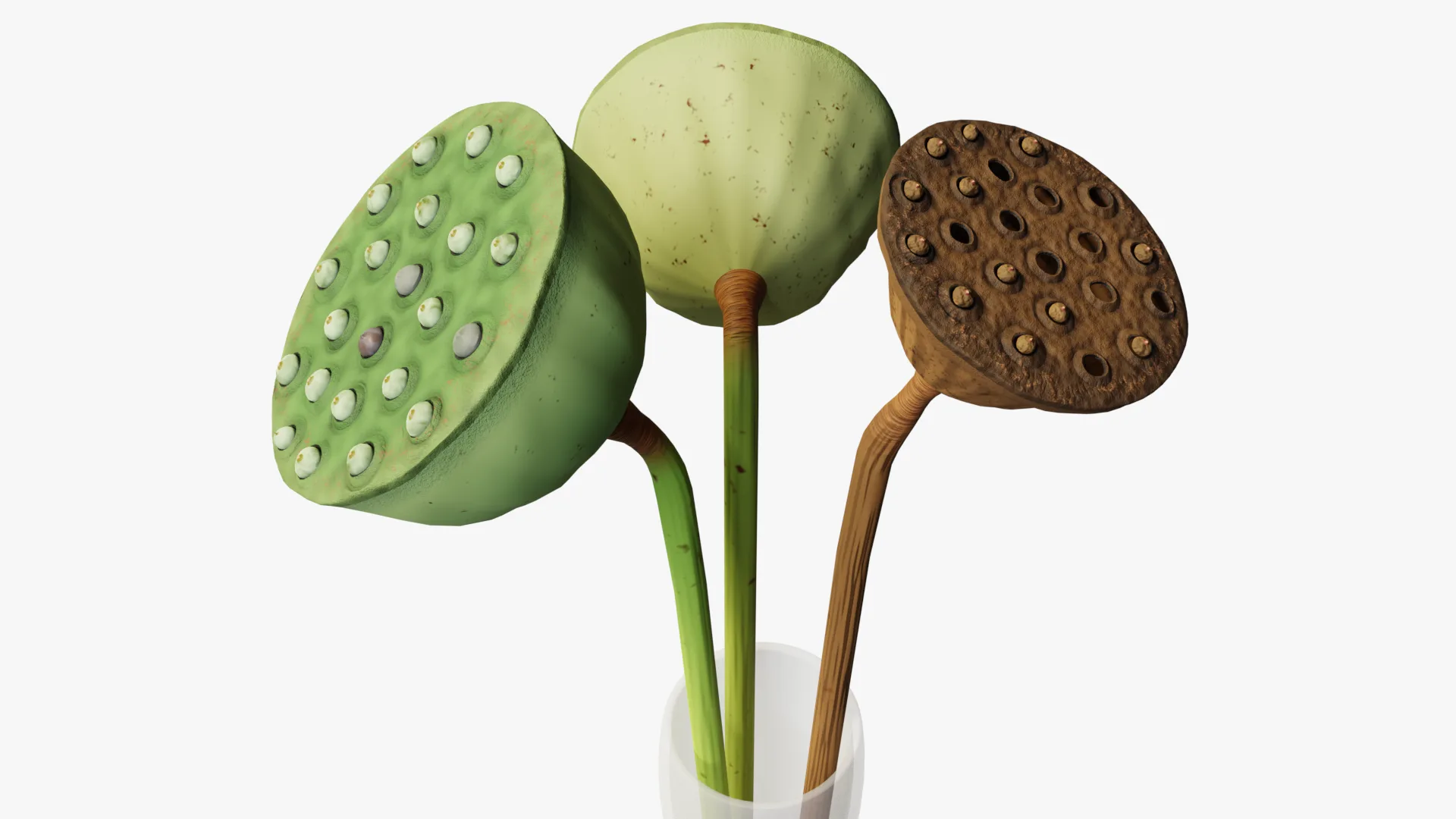 Lotus seed pods