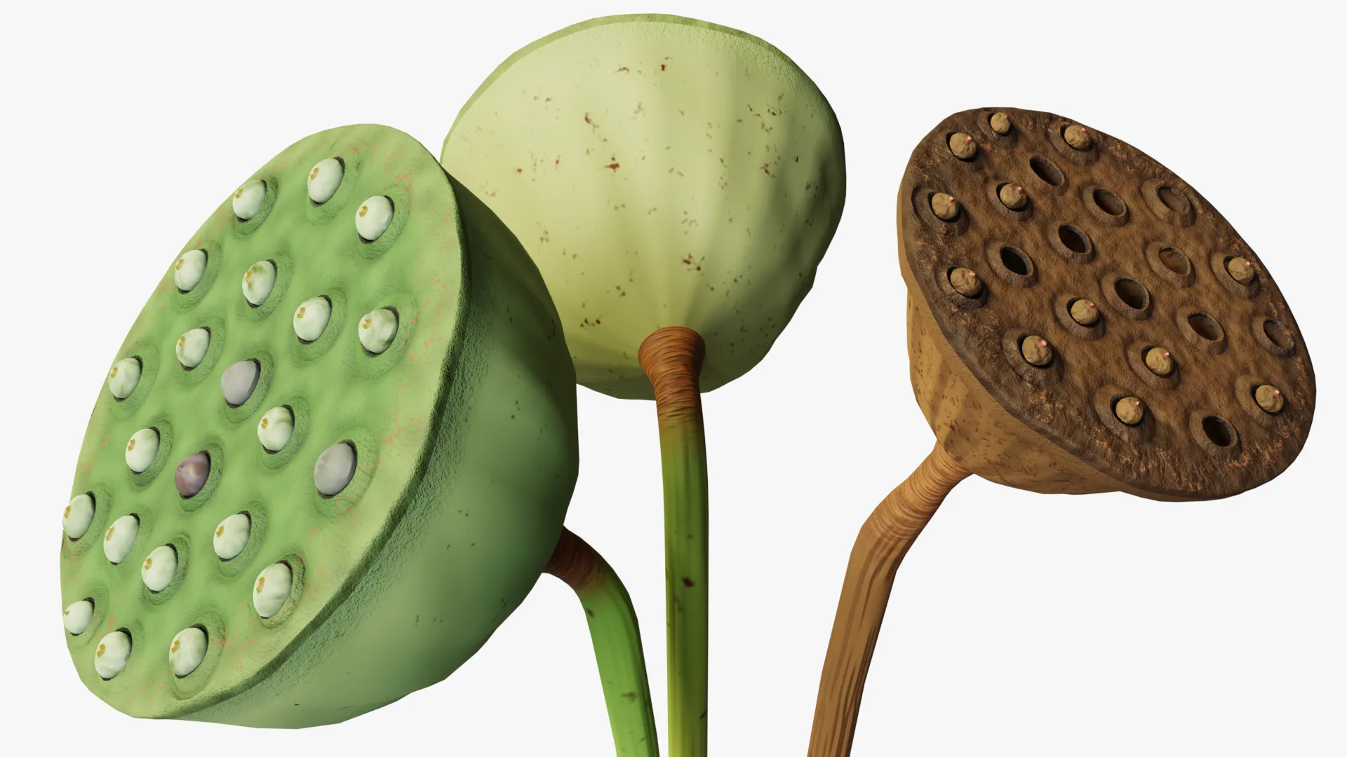 Lotus seed pods