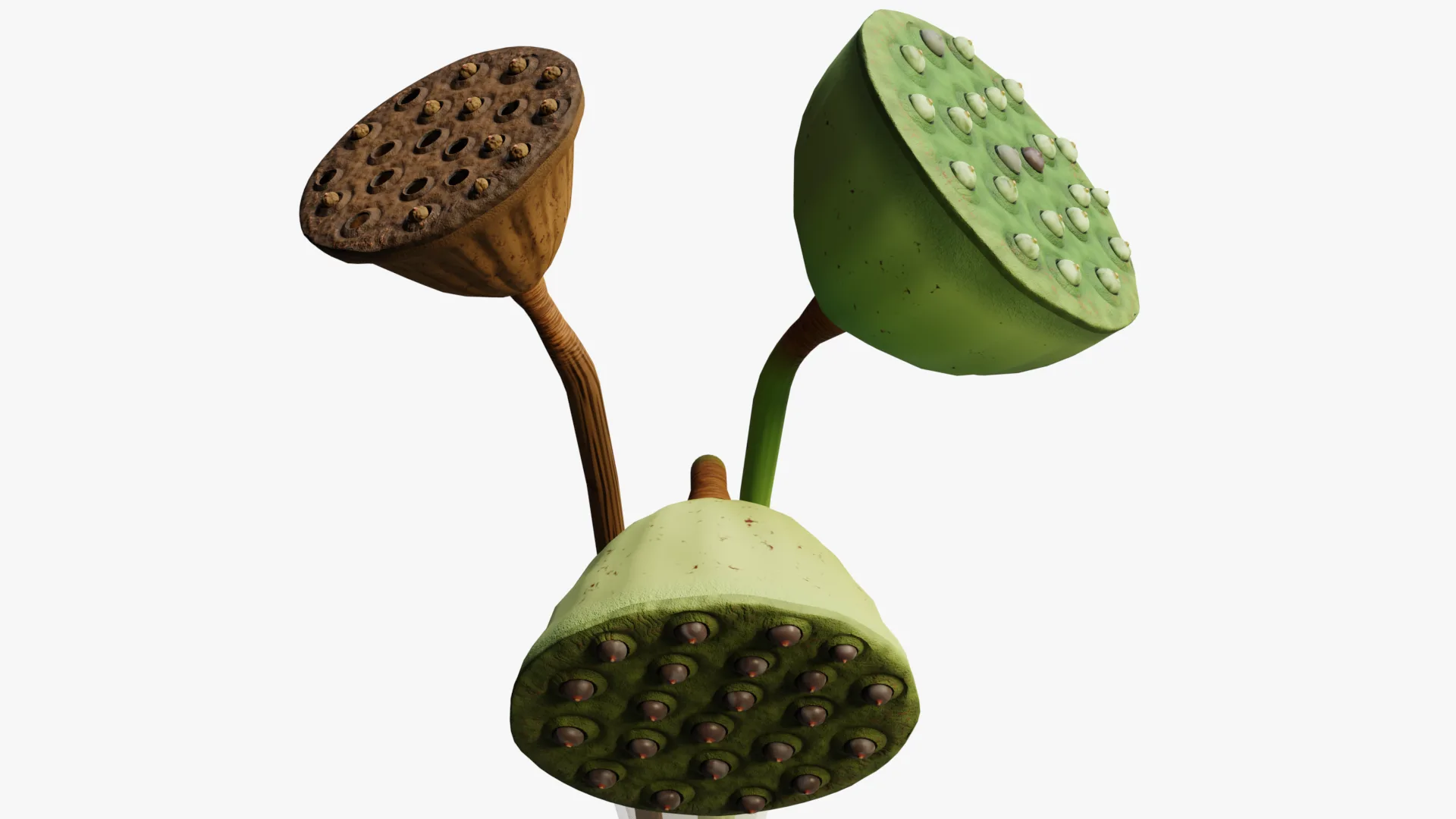 Lotus seed pods