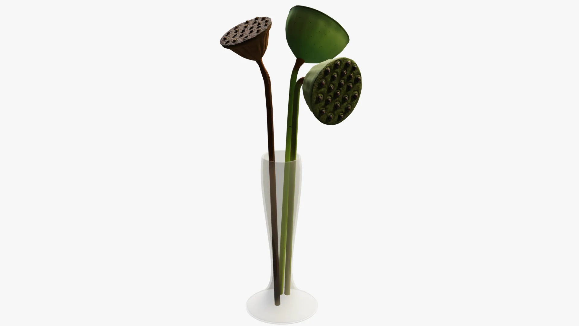 Lotus seed pods