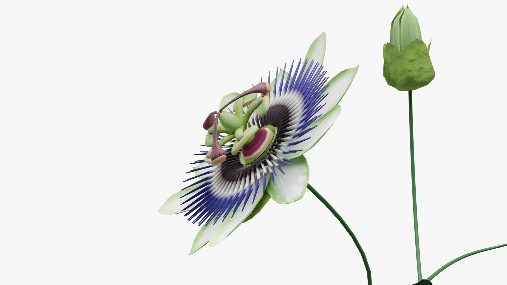 Passion flower