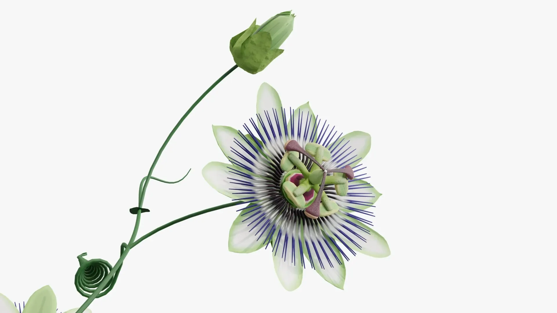 Passion flower