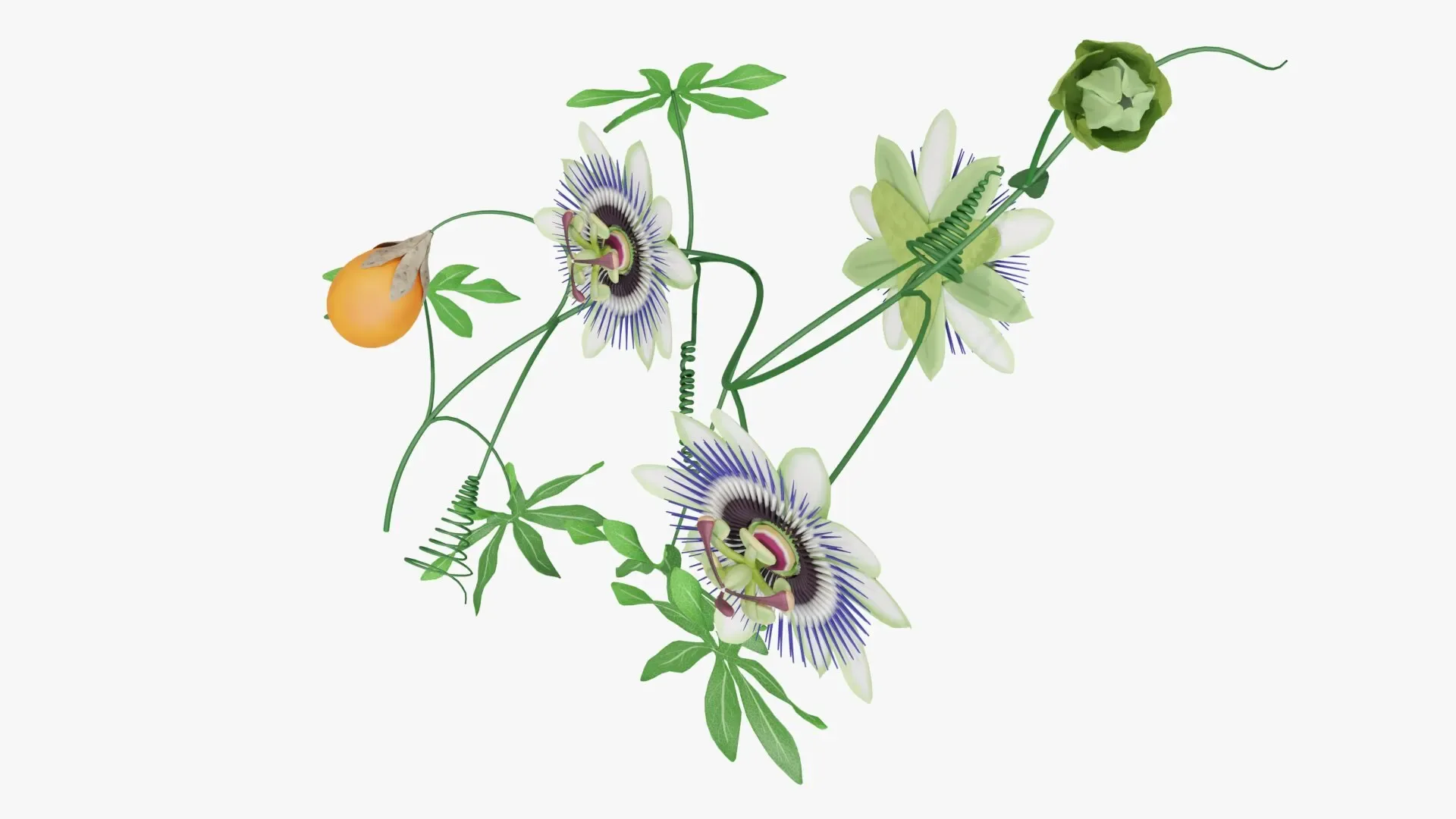 Passion flower