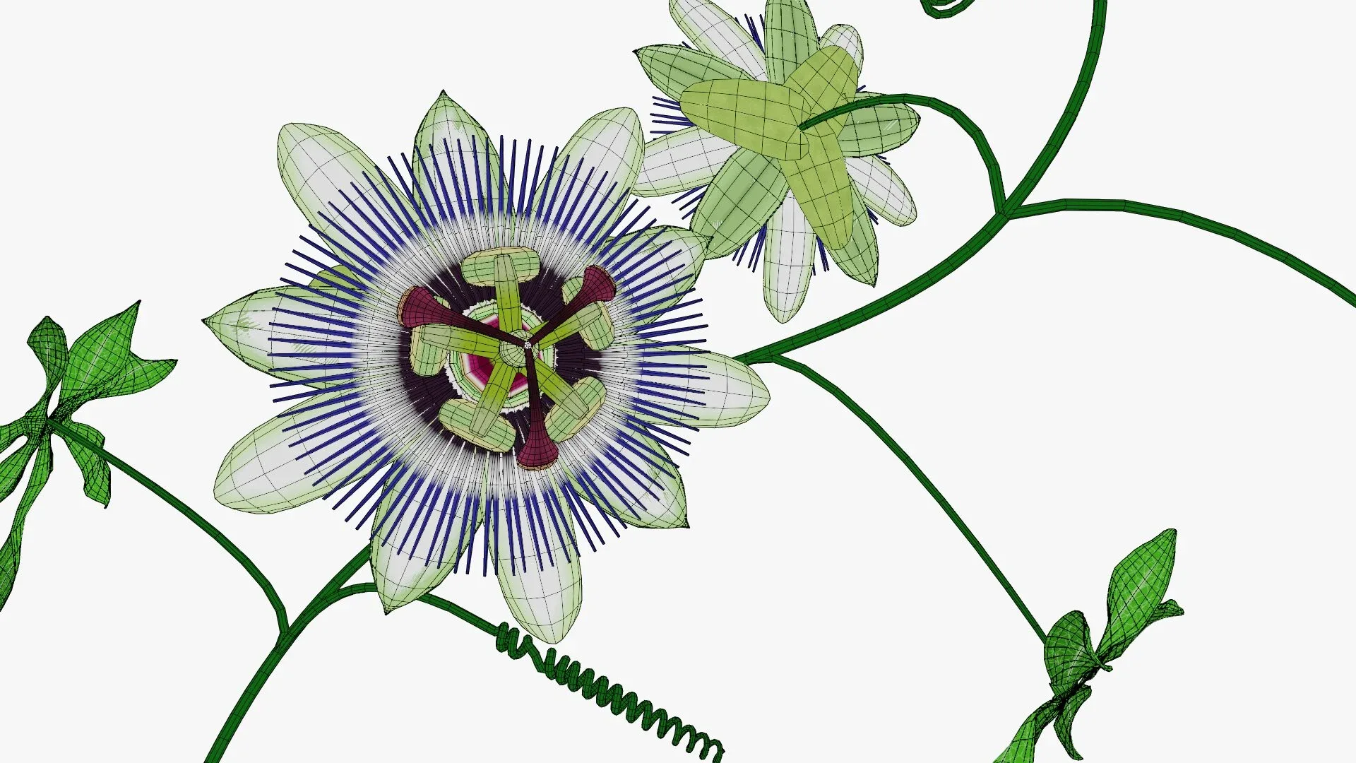 Passion flower