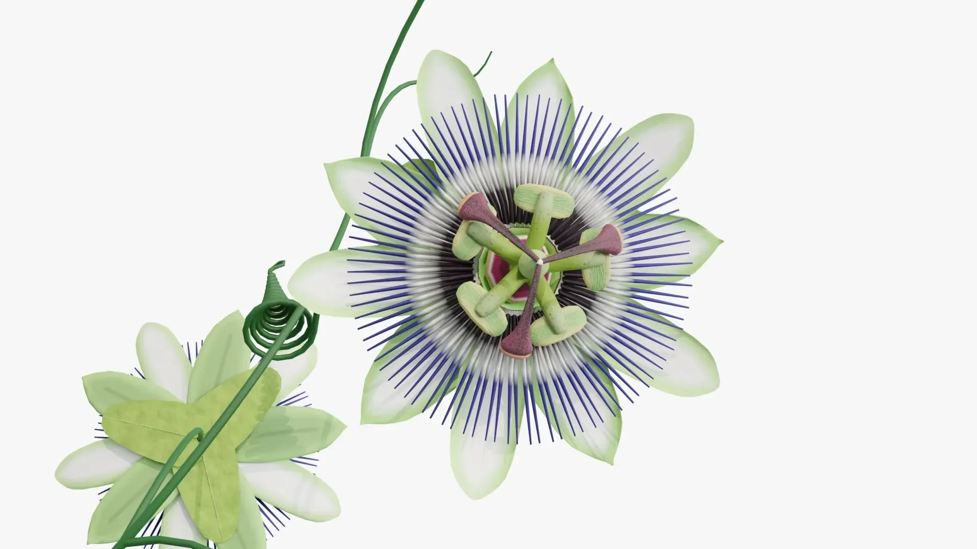 Passion flower