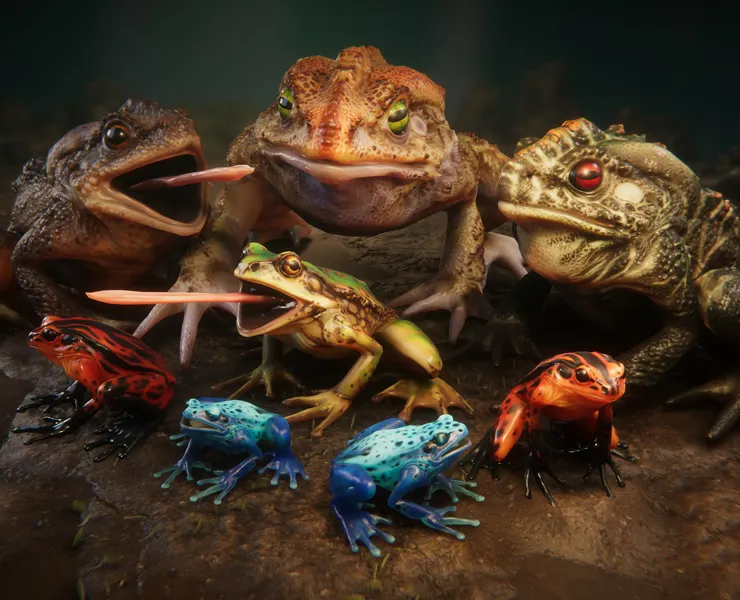 Frogs Pack