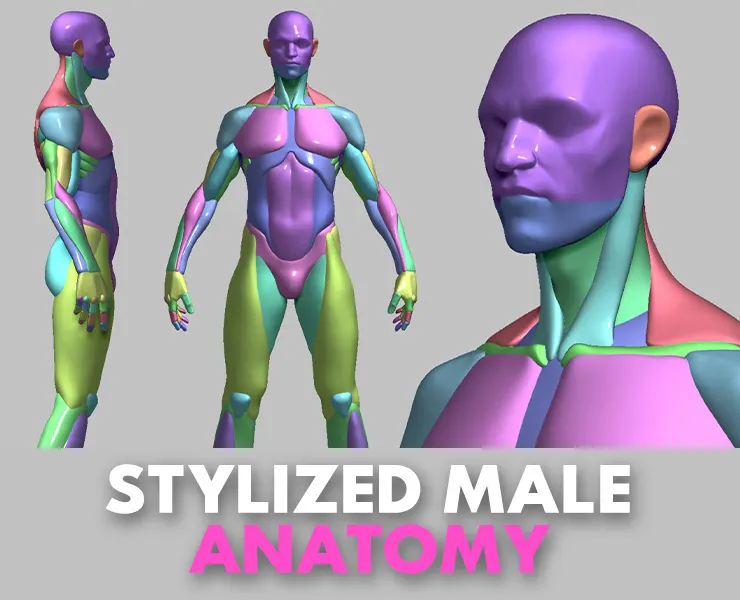 Stylized Male Anatomy Basemesh