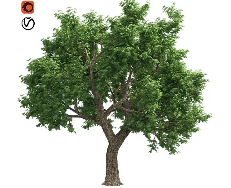 Amor Cork Tree