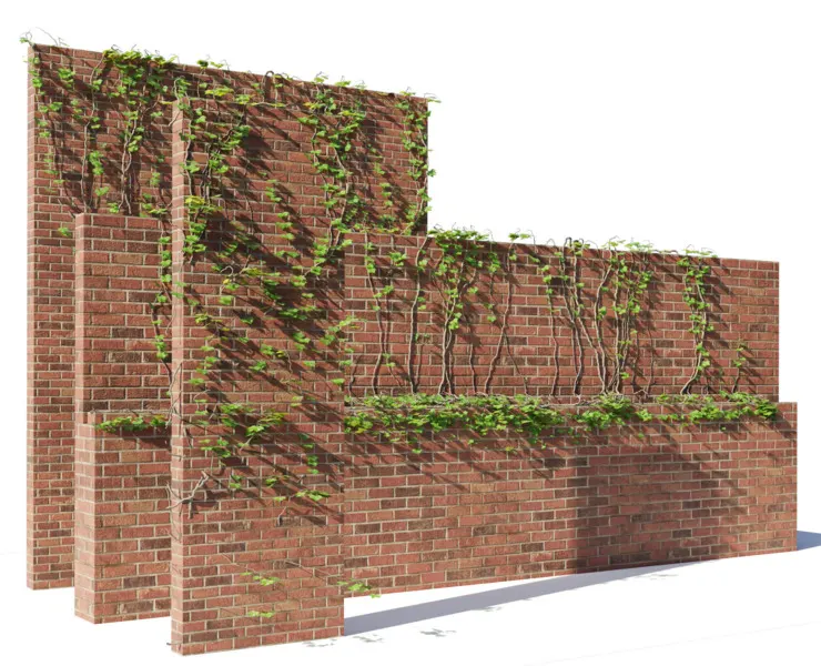 brick walls with climber plant