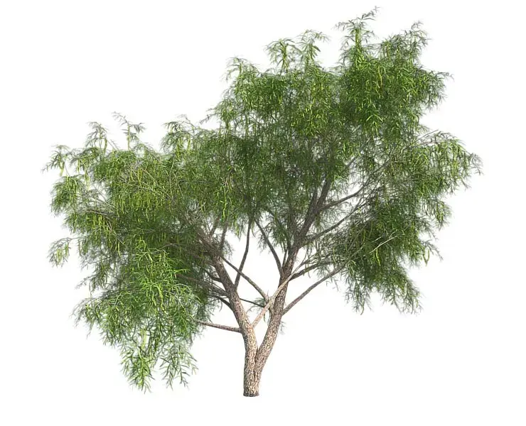 Honey Mesquite Tree