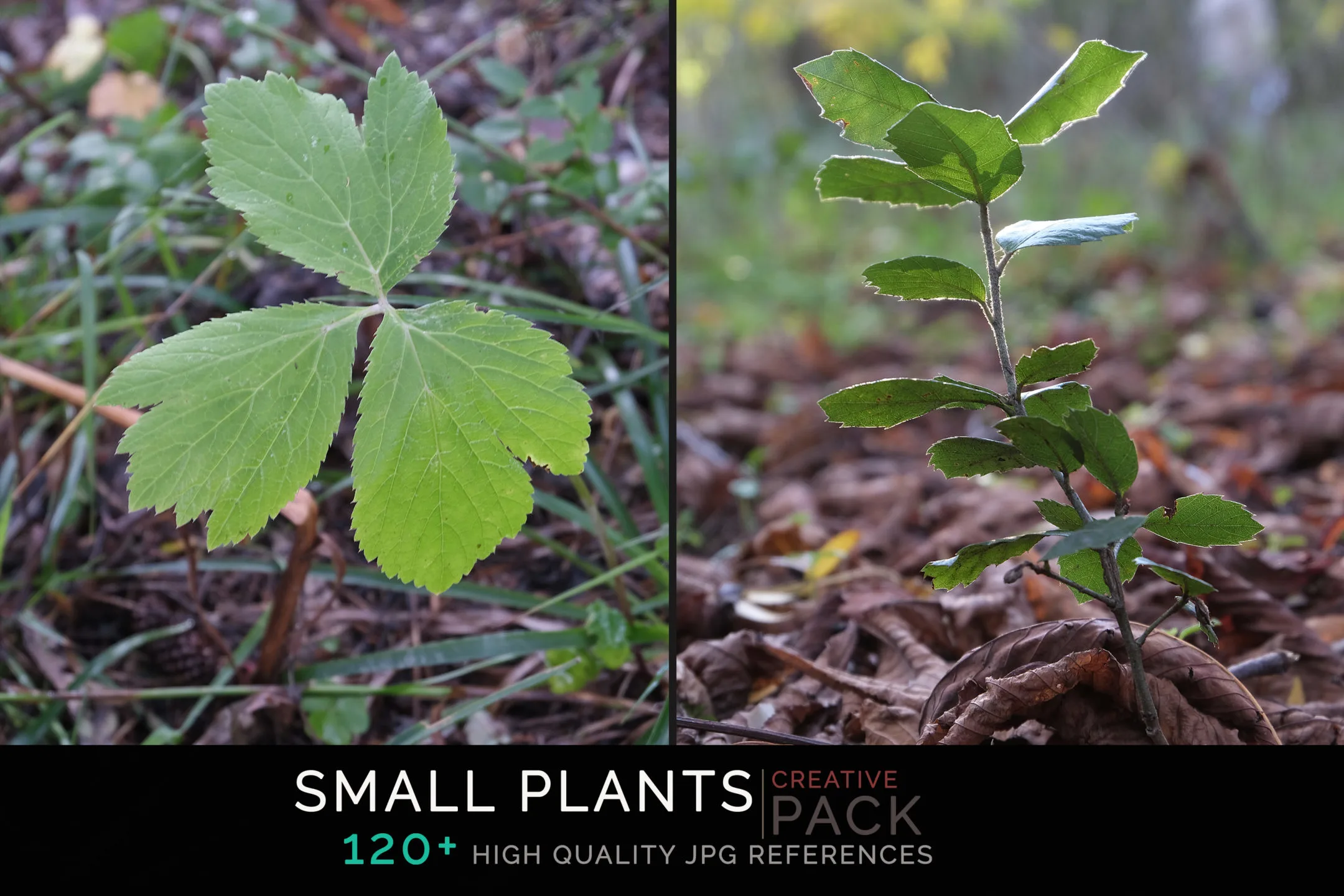 Small Plants CREATIVE PACK