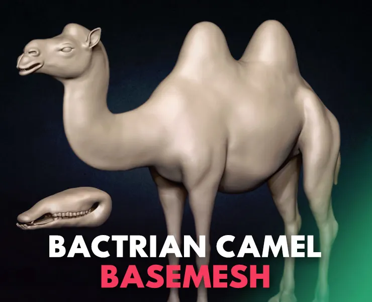 Bactrian Camel Basemesh 3D model